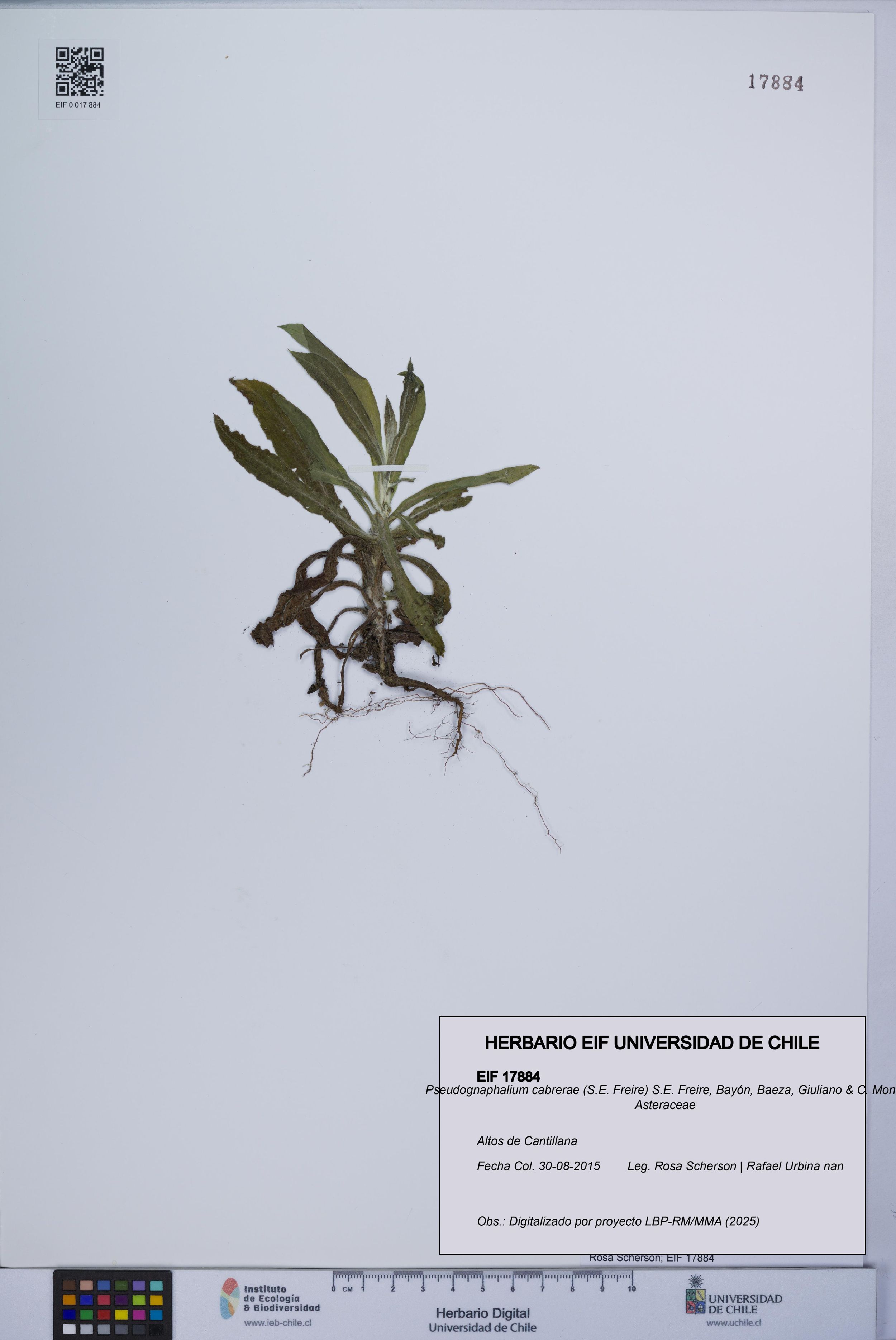 Pseudognaphalium cabrerae [Espécimen: ]