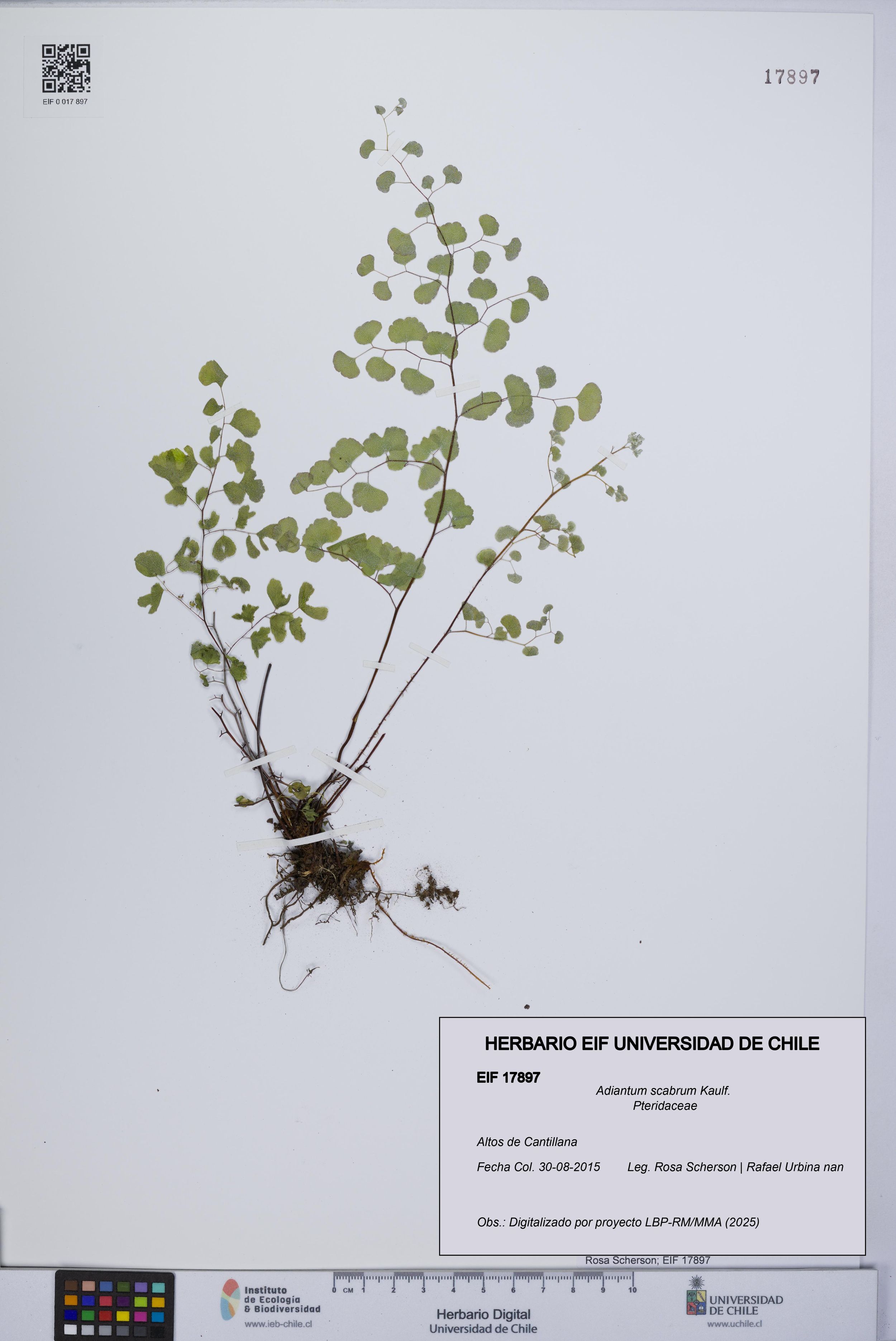 Adiantum scabrum [Espécimen: ]