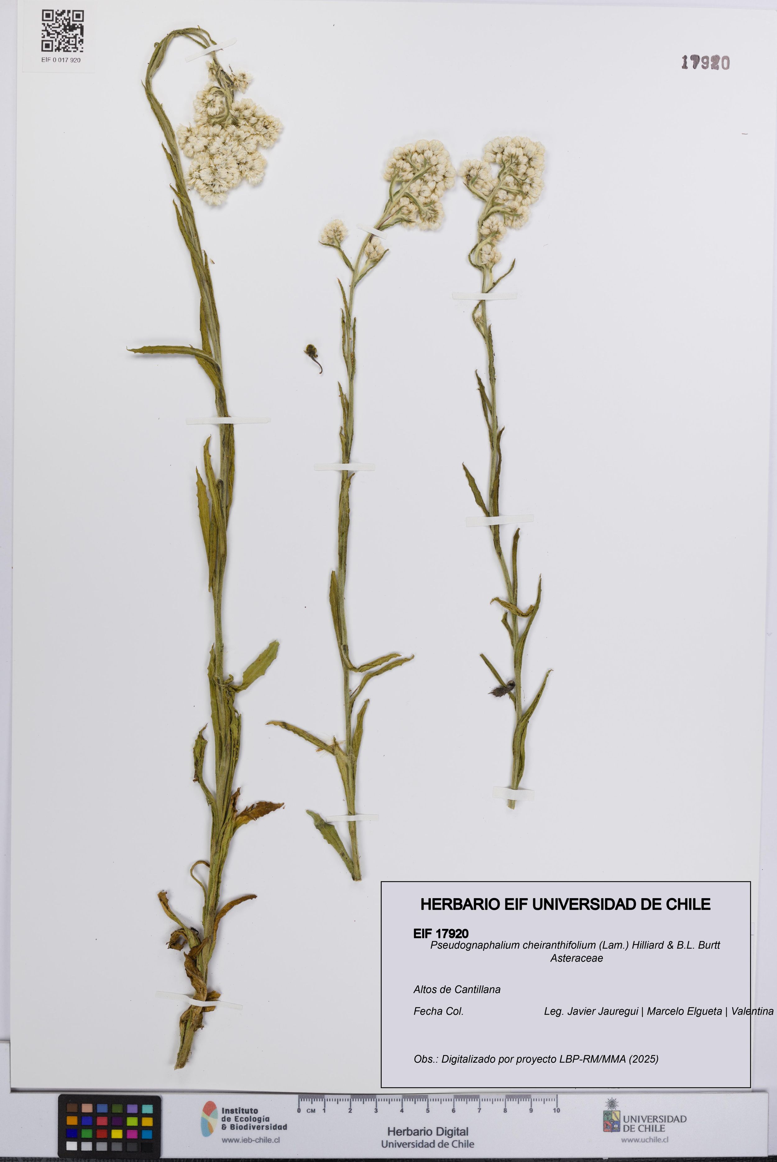 Pseudognaphalium cheiranthifolium [Espécimen: ]