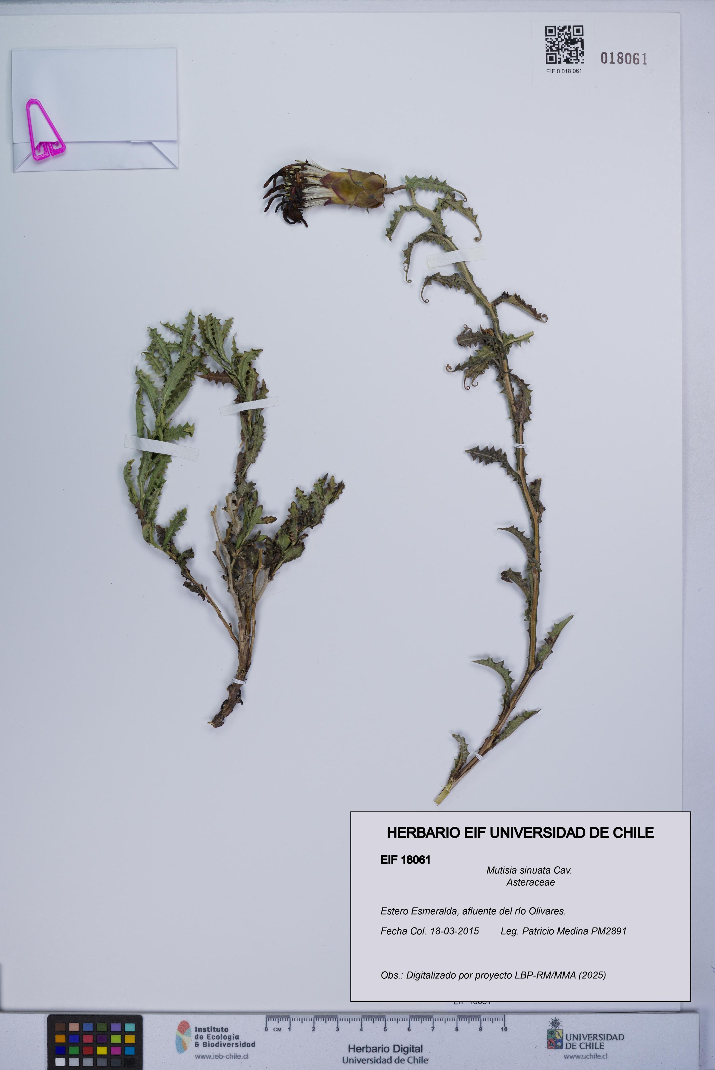 Mutisia sinuata [Espécimen: ]