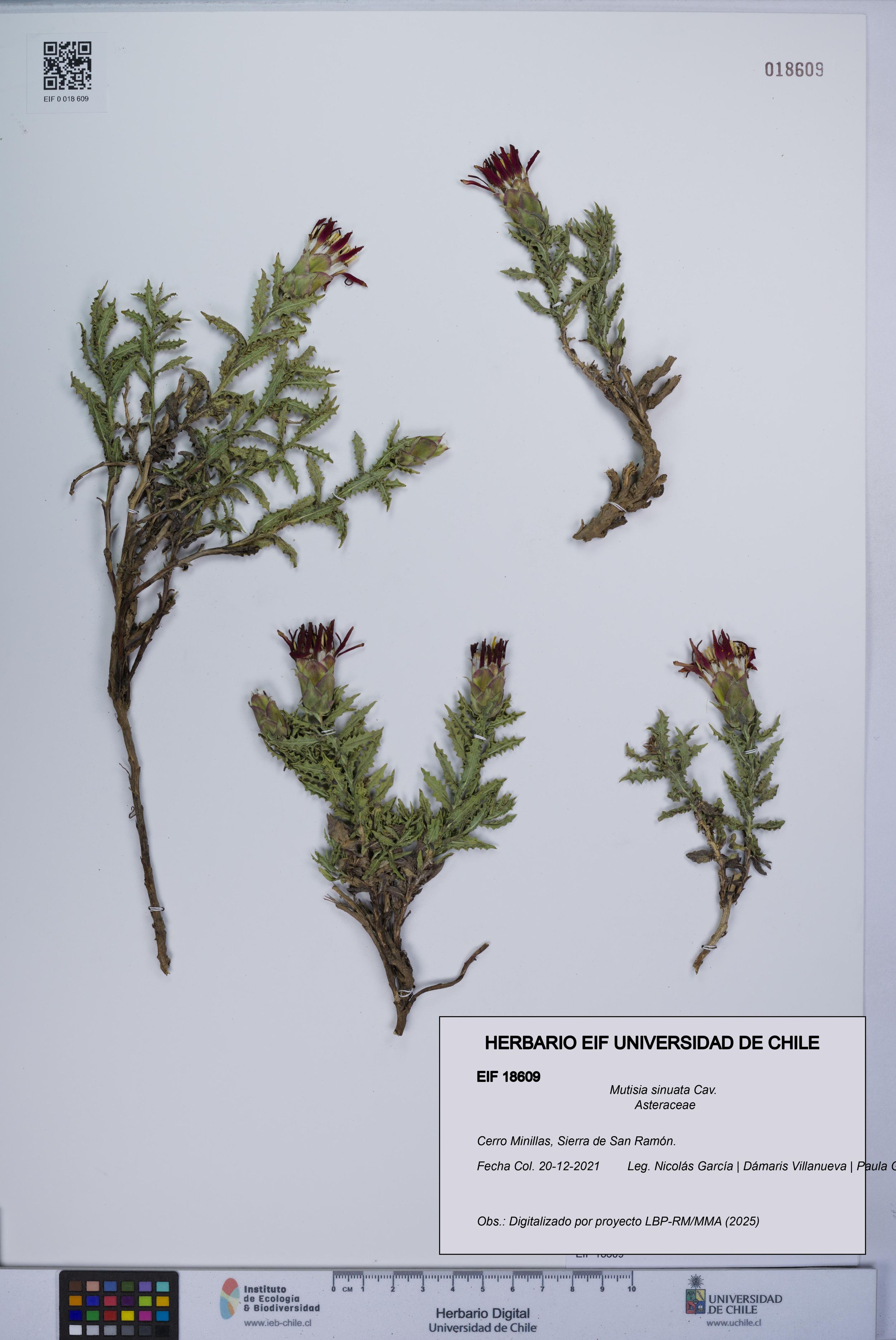 Mutisia sinuata [Espécimen: ]