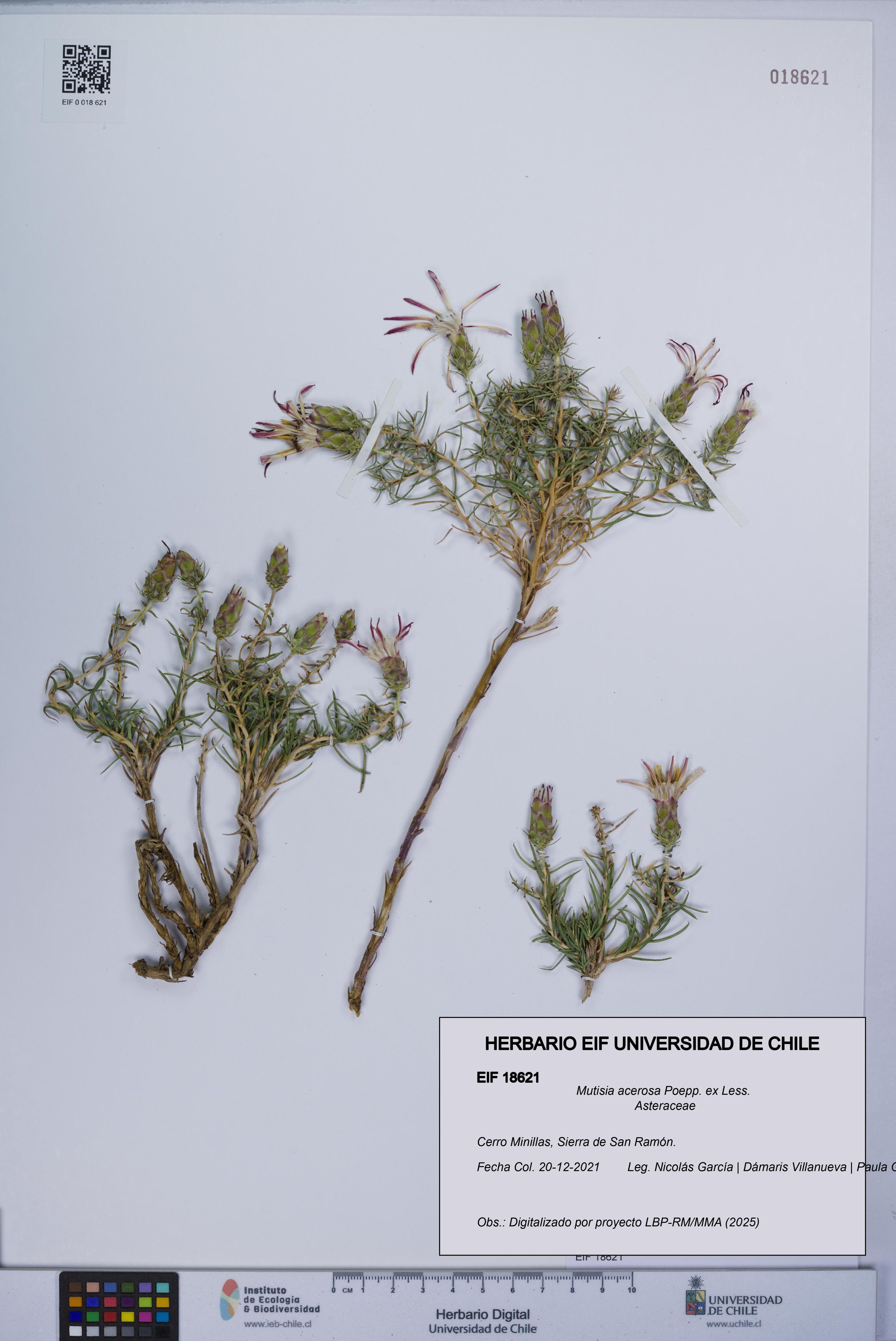 Mutisia acerosa [Espécimen: ]