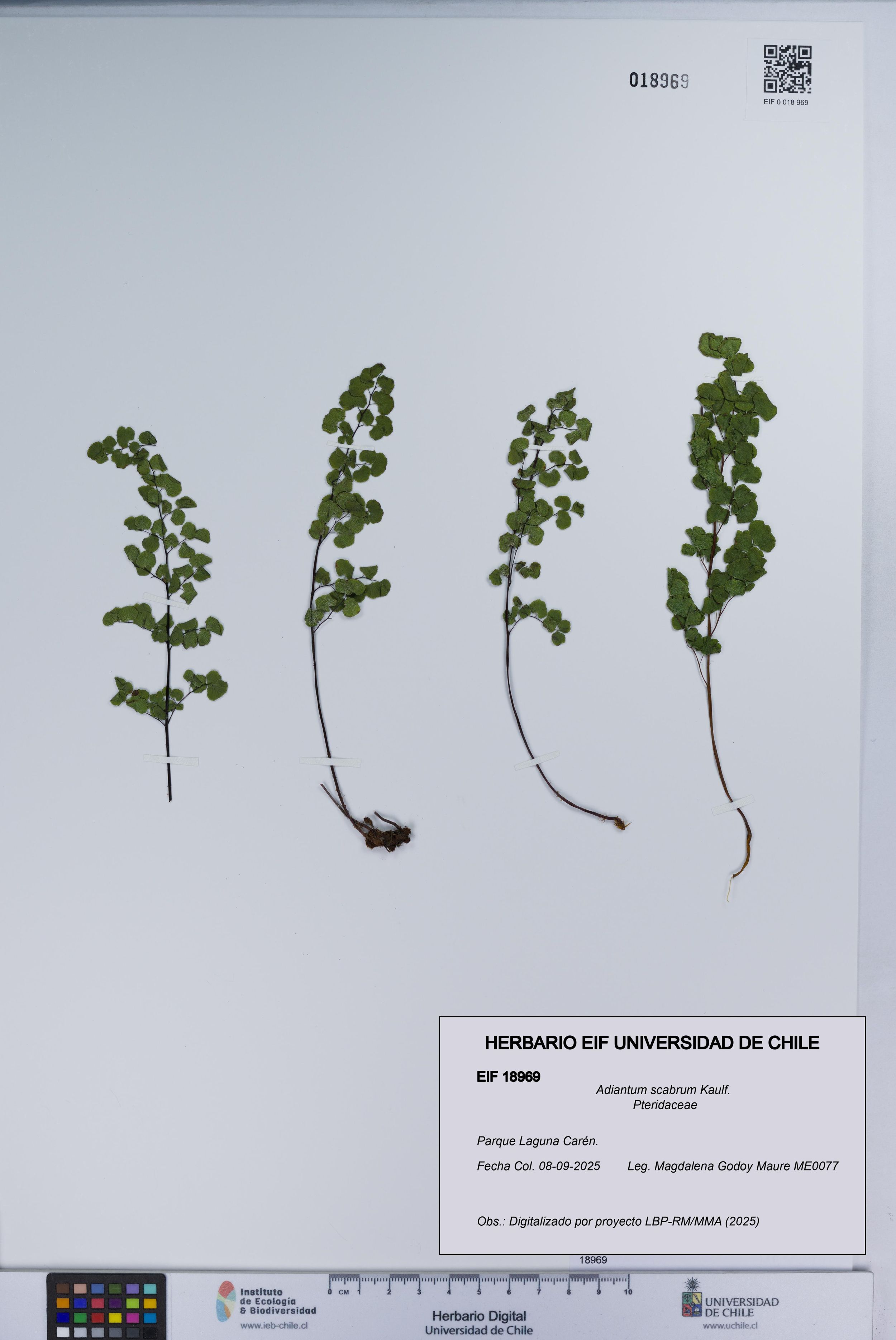 Adiantum scabrum [Espécimen: ]