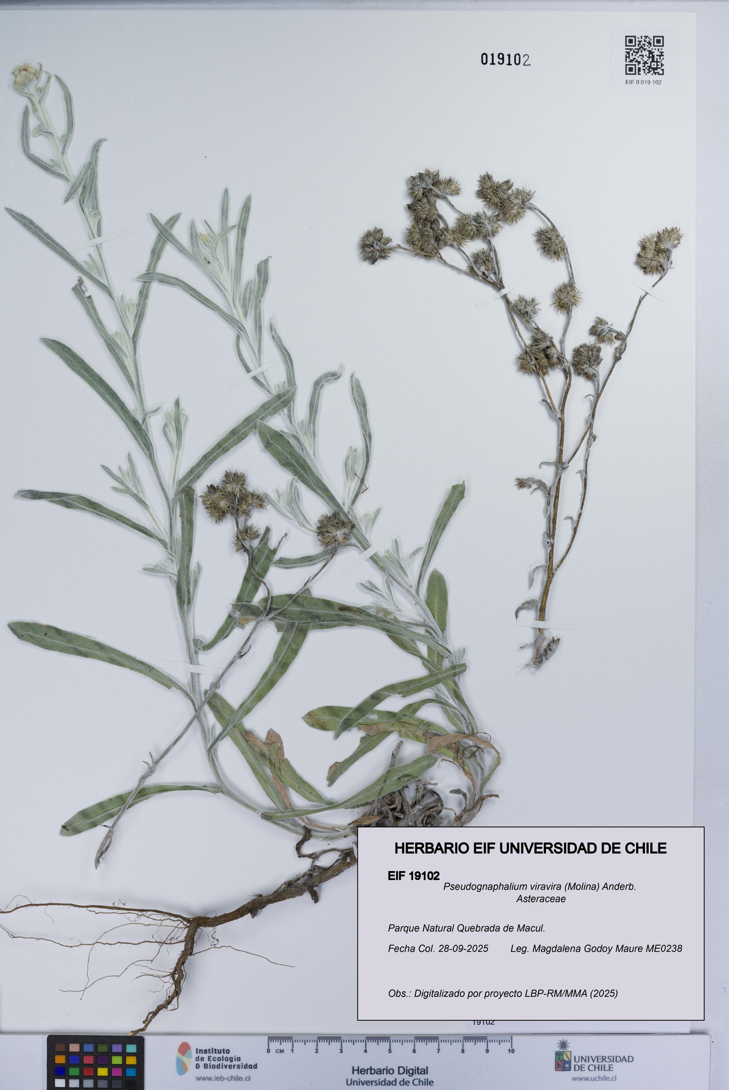 Pseudognaphalium viravira [Espécimen: ]