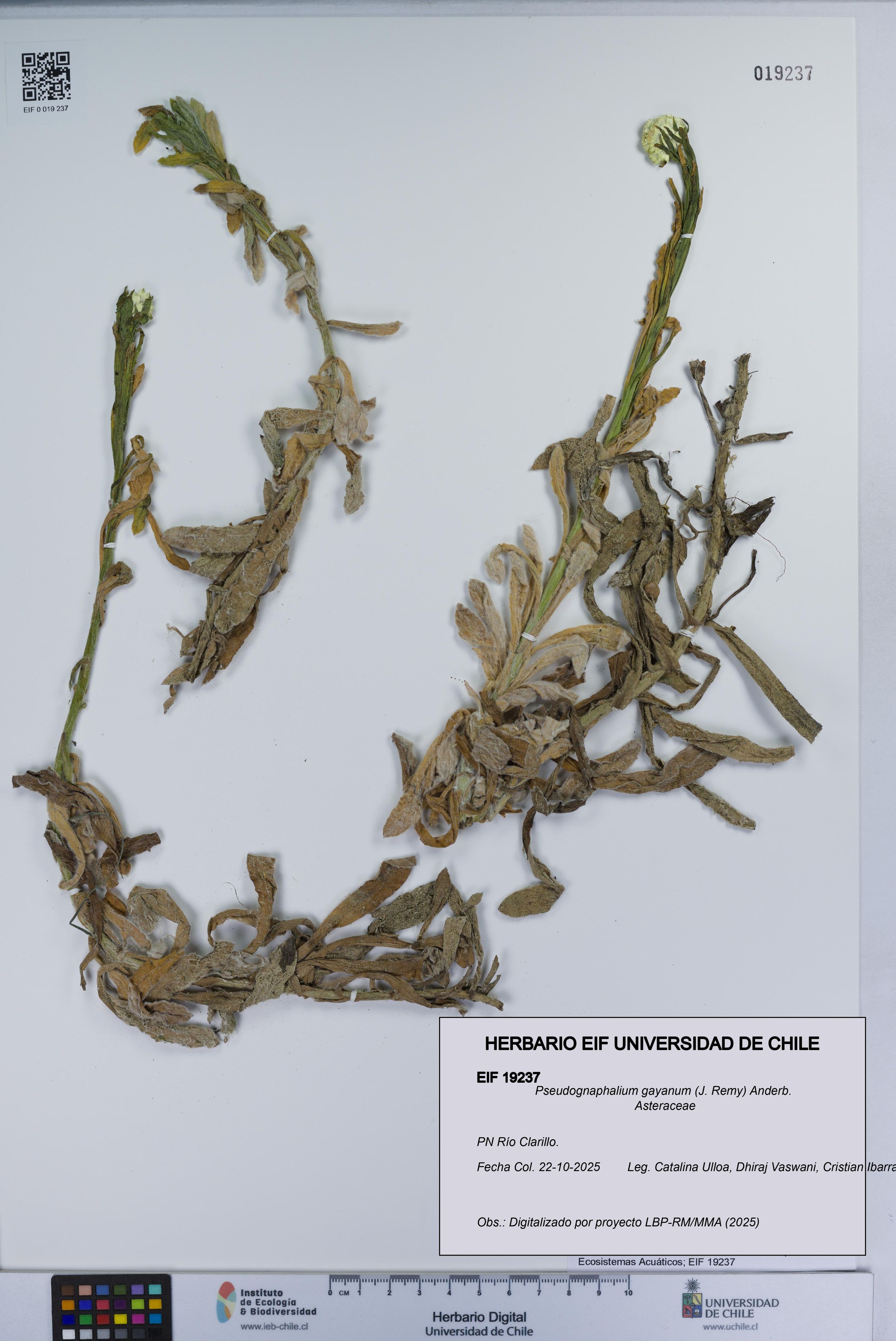 Pseudognaphalium gayanum [Espécimen: ]