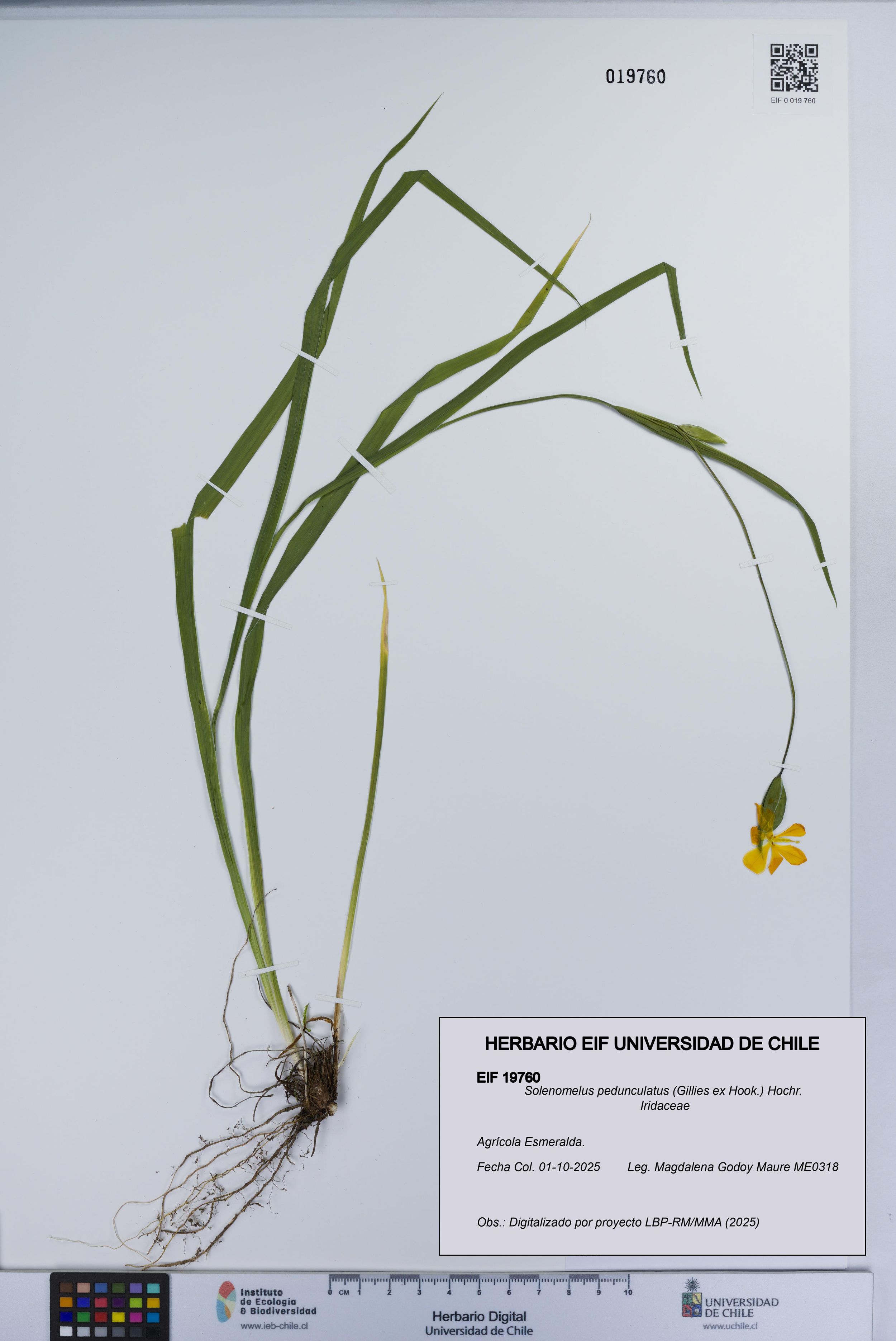 Solenomelus pedunculatus [Espécimen: ]