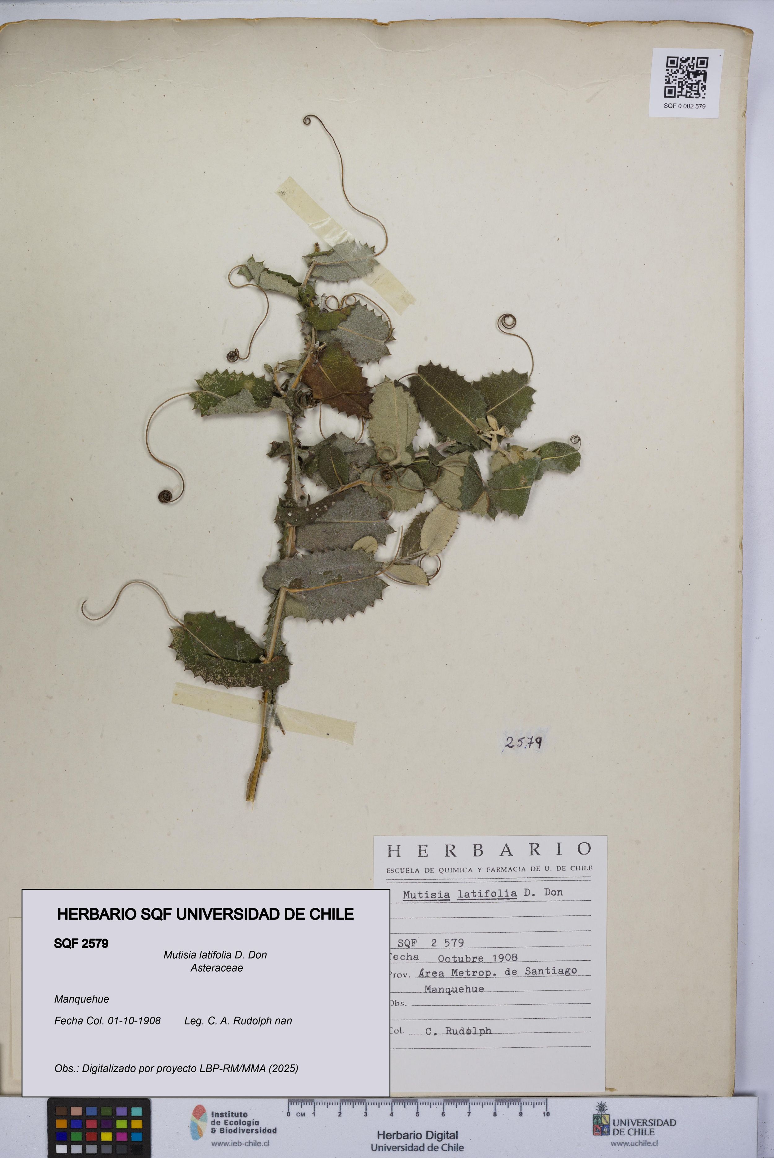 Mutisia latifolia [Espécimen: ]