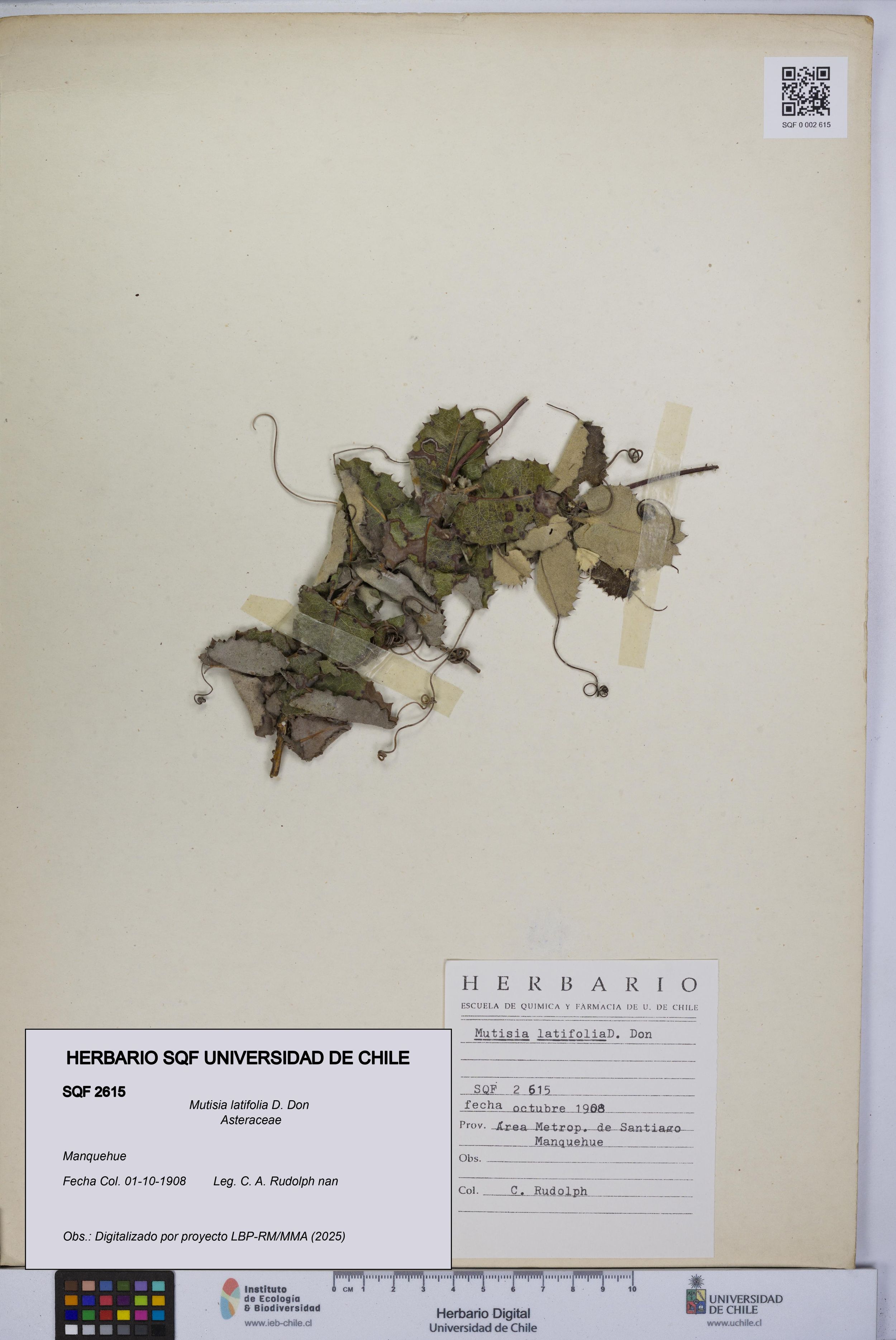 Mutisia latifolia [Espécimen: ]