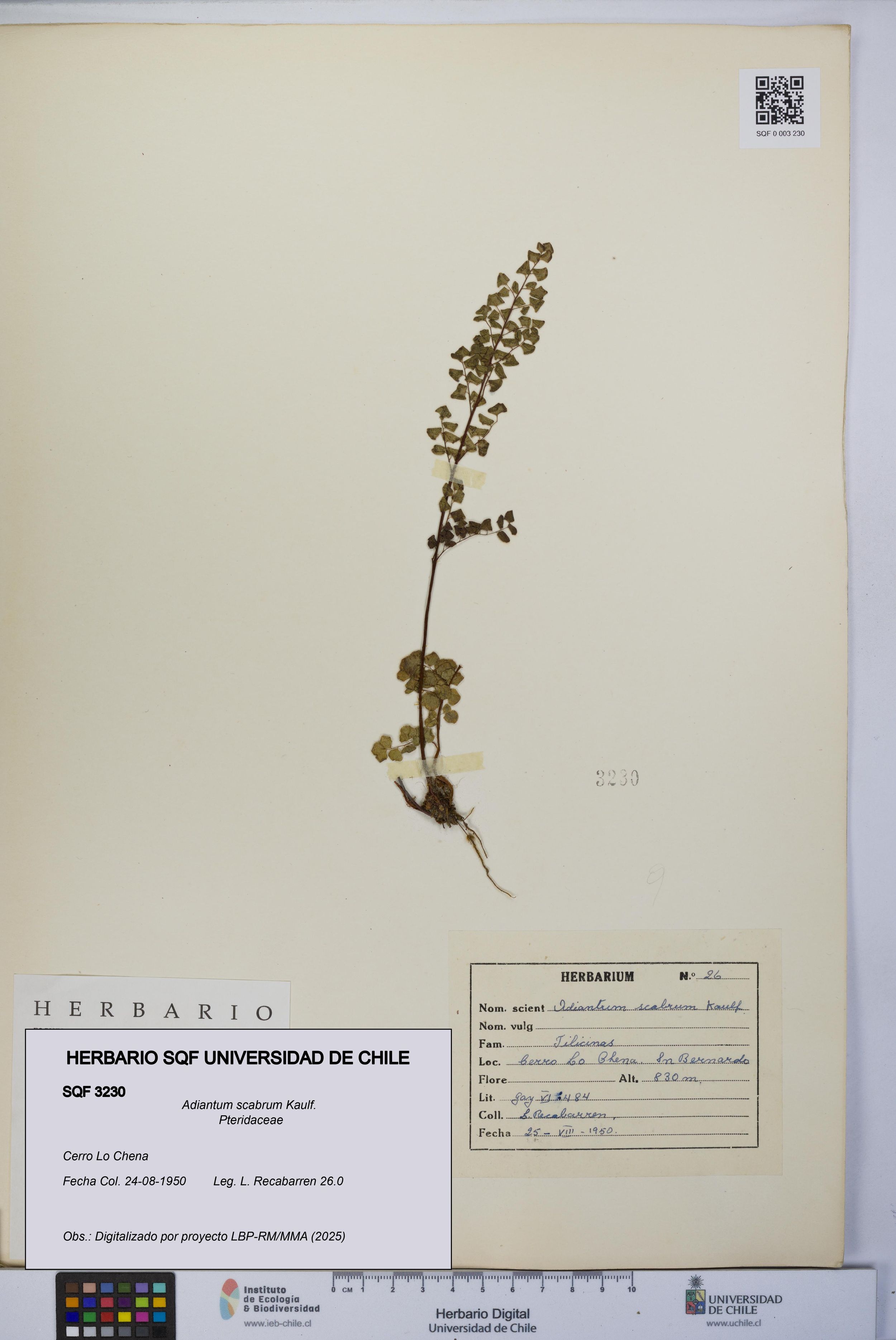 Adiantum scabrum [Espécimen: ]