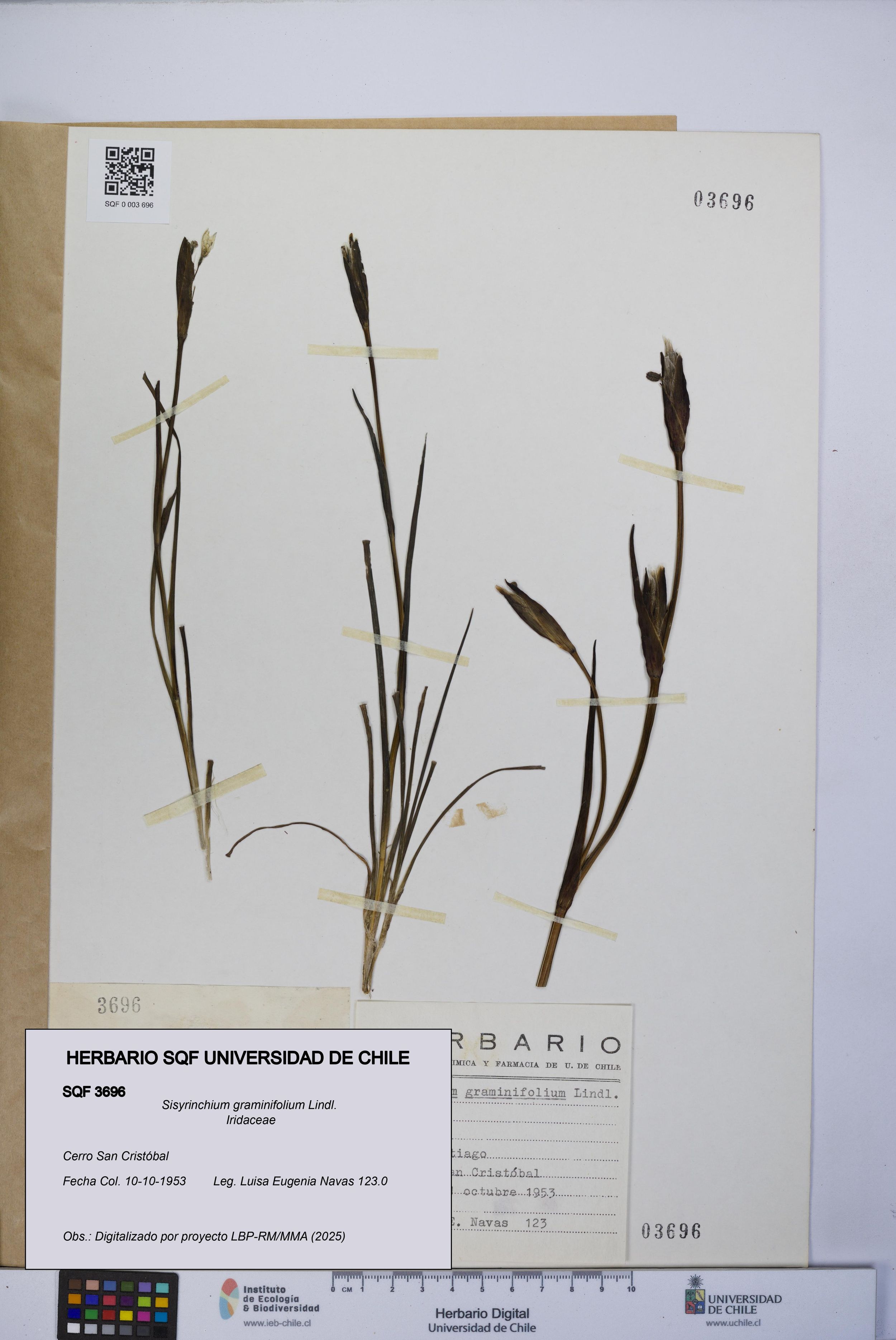 Sisyrinchium graminifolium [Espécimen: ]