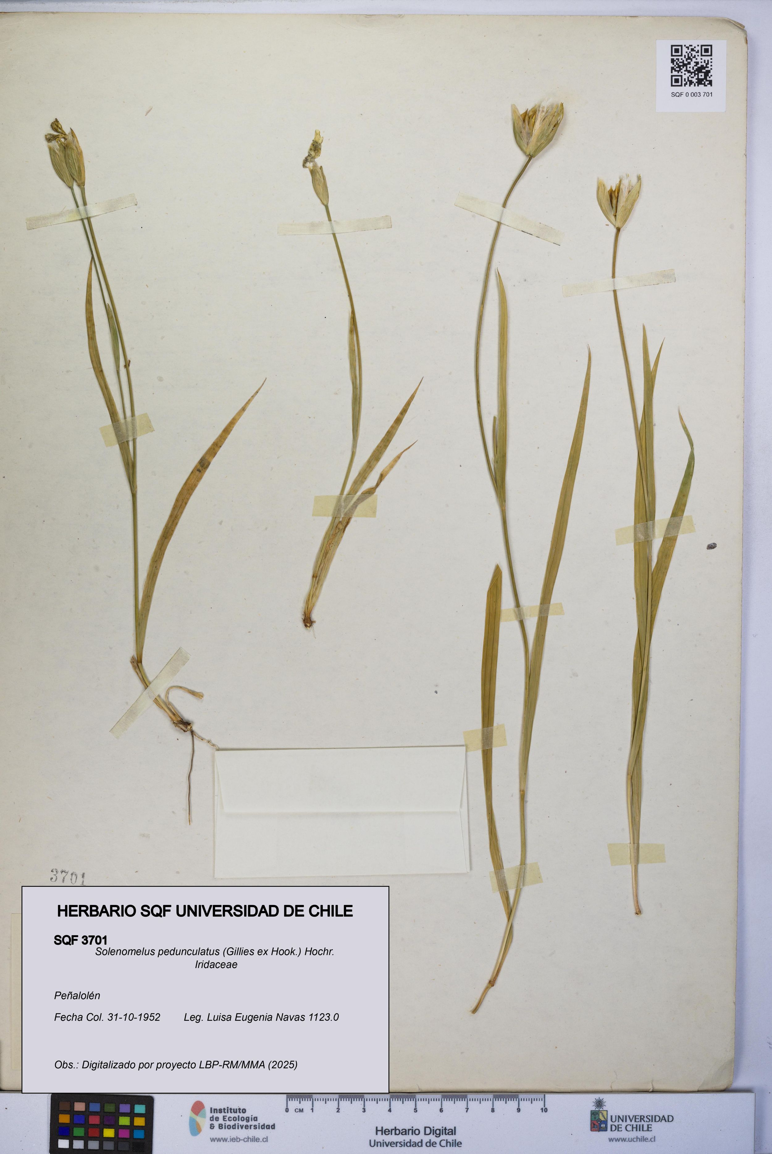 Solenomelus pedunculatus [Espécimen: ]