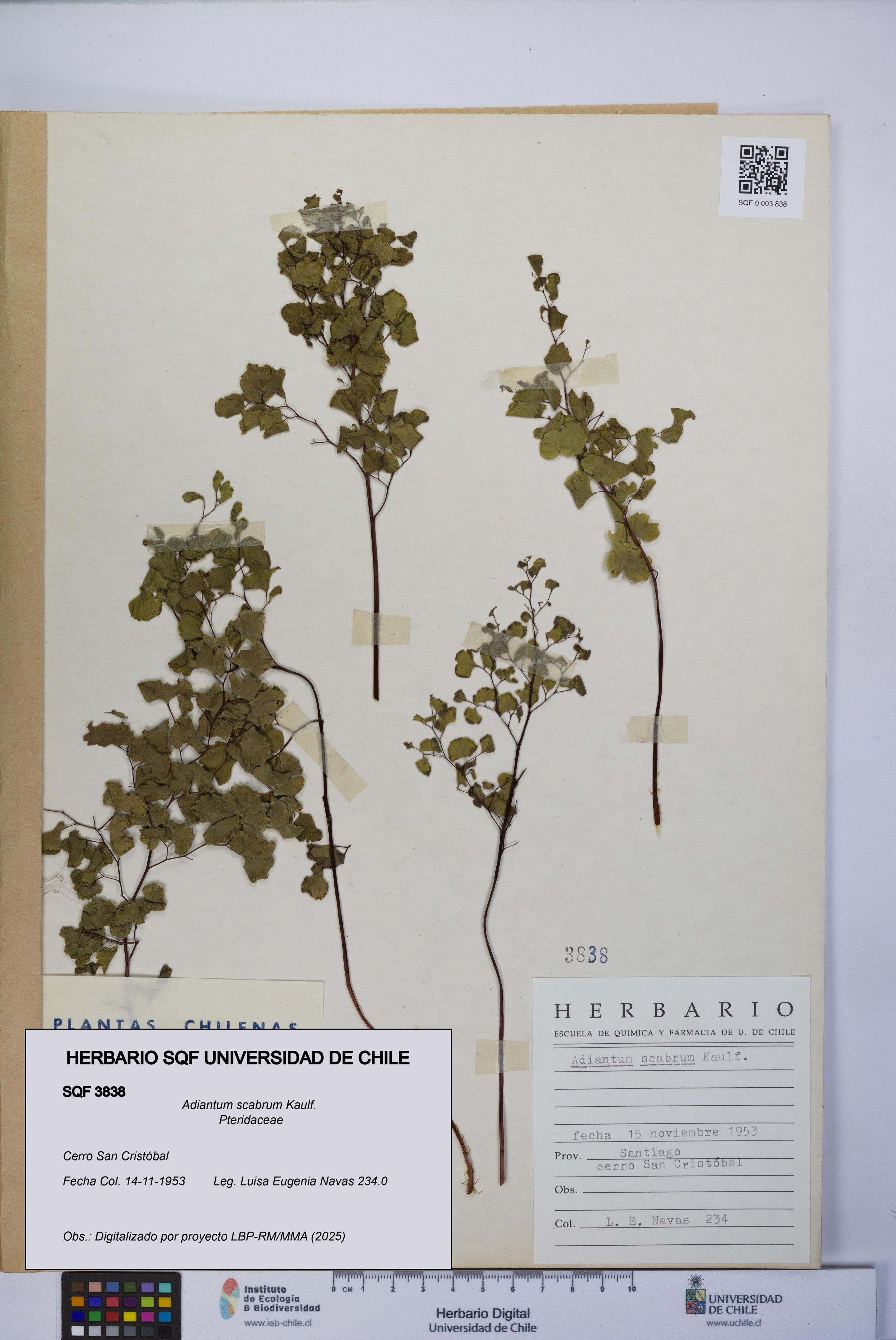 Adiantum scabrum [Espécimen: ]