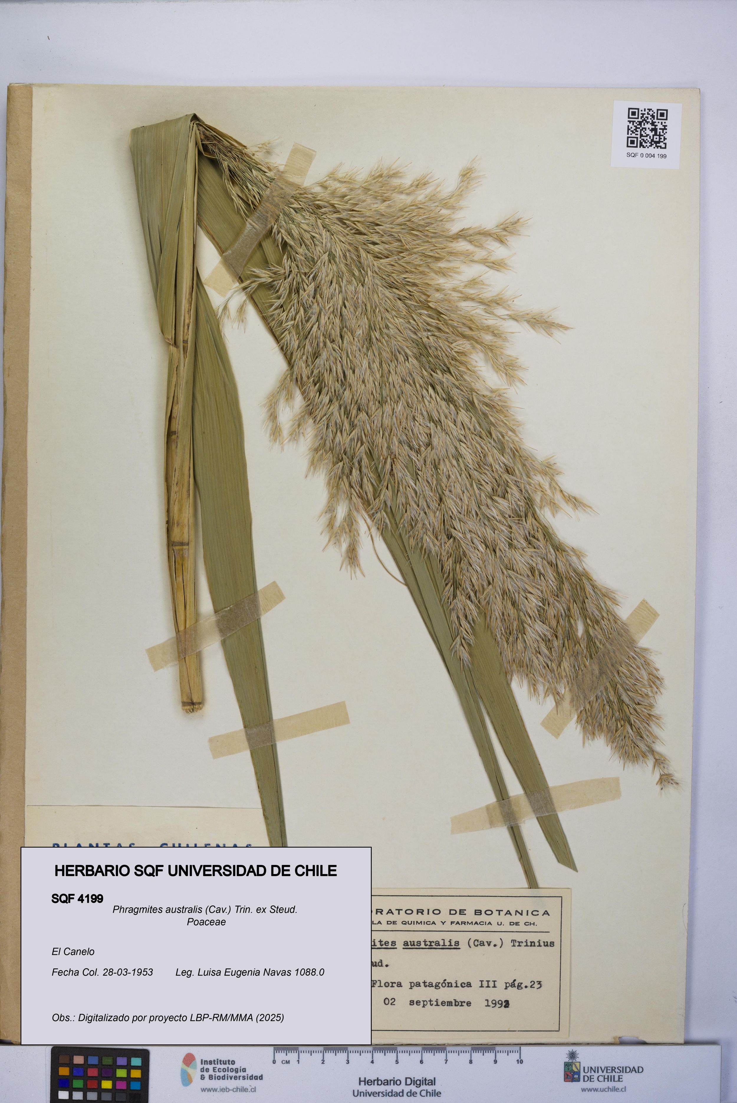 Phragmites australis [Espécimen: ]