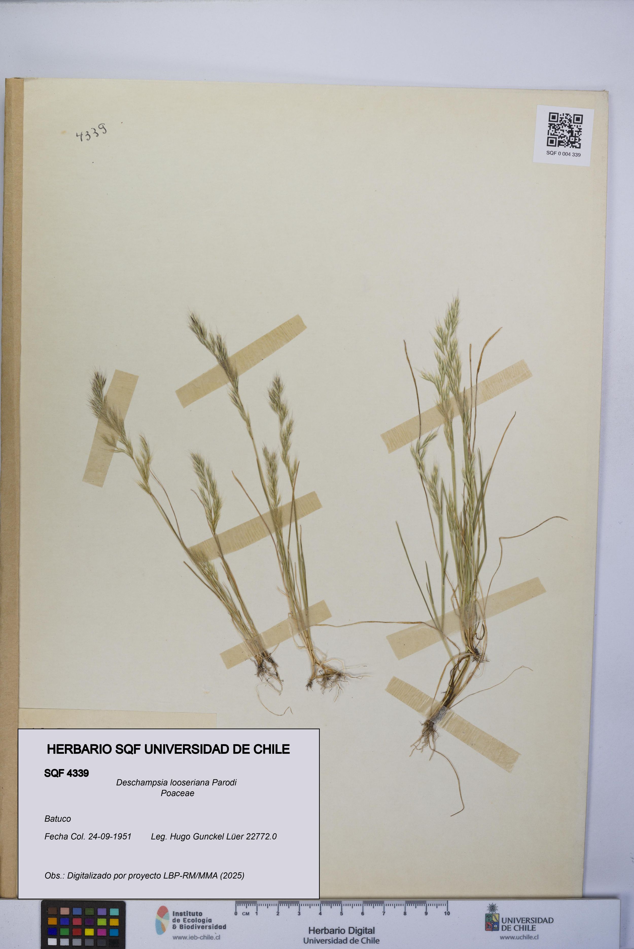 Deschampsia looseriana [Espécimen: ]