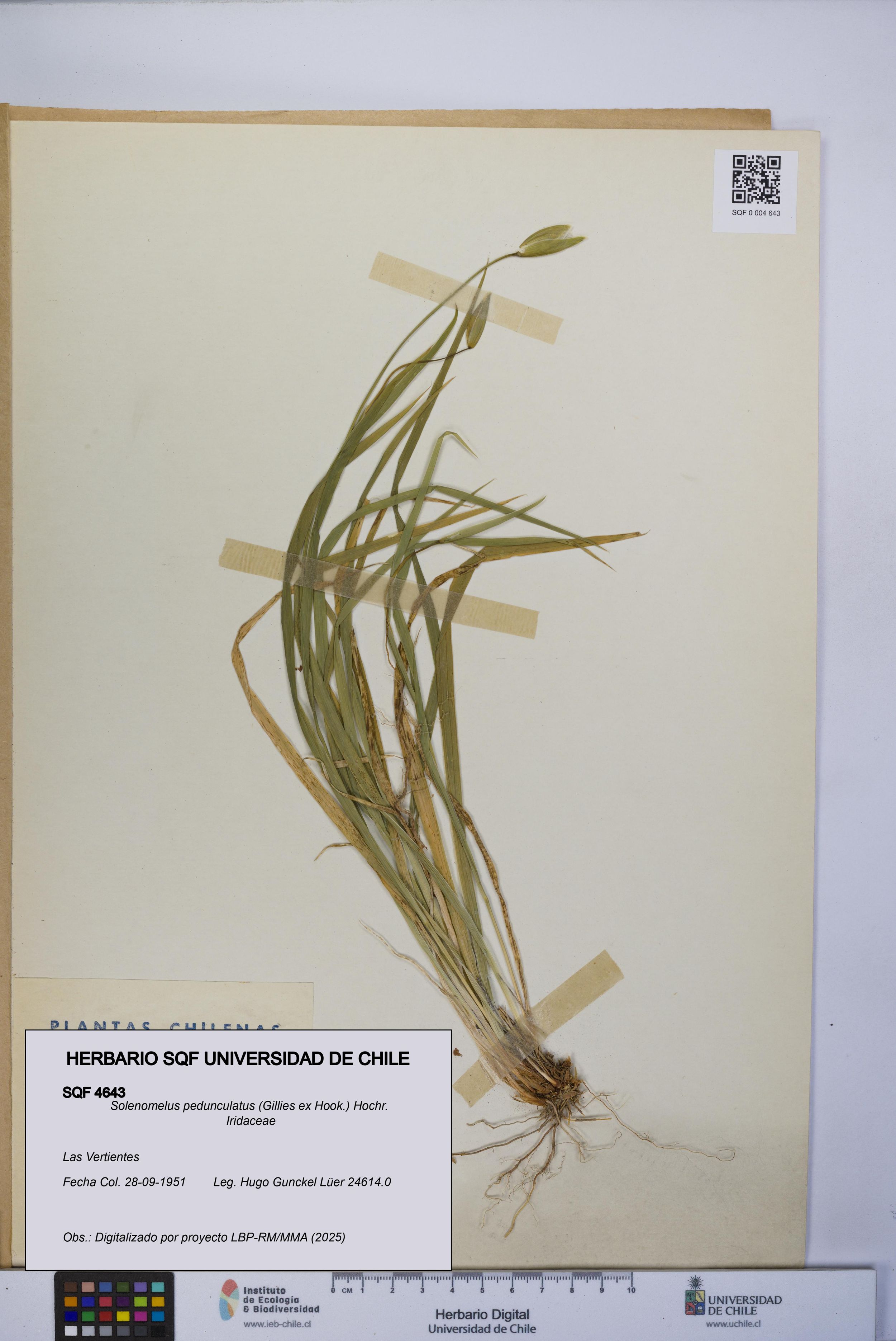 Solenomelus pedunculatus [Espécimen: ]