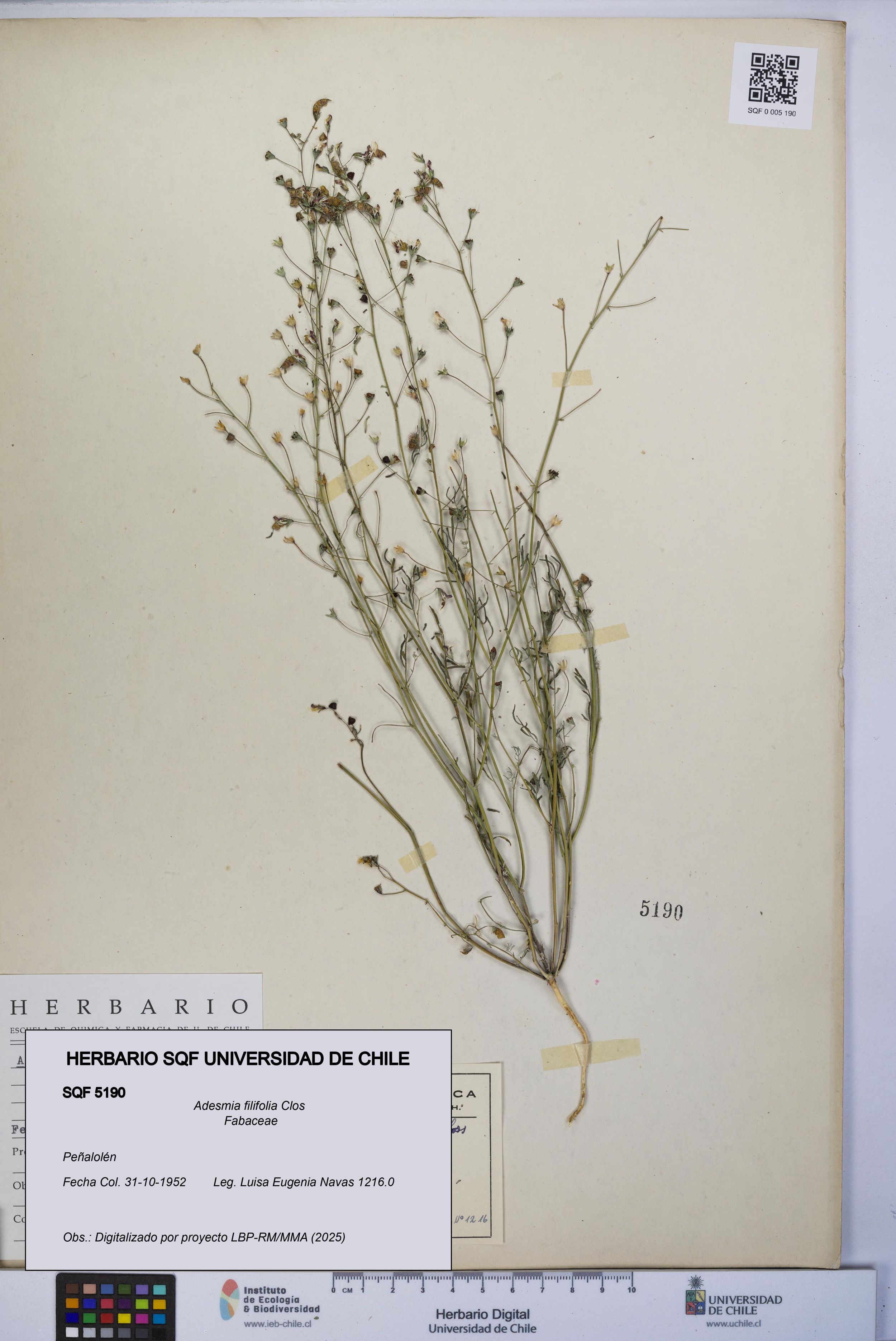 Adesmia filifolia [Espécimen: ]