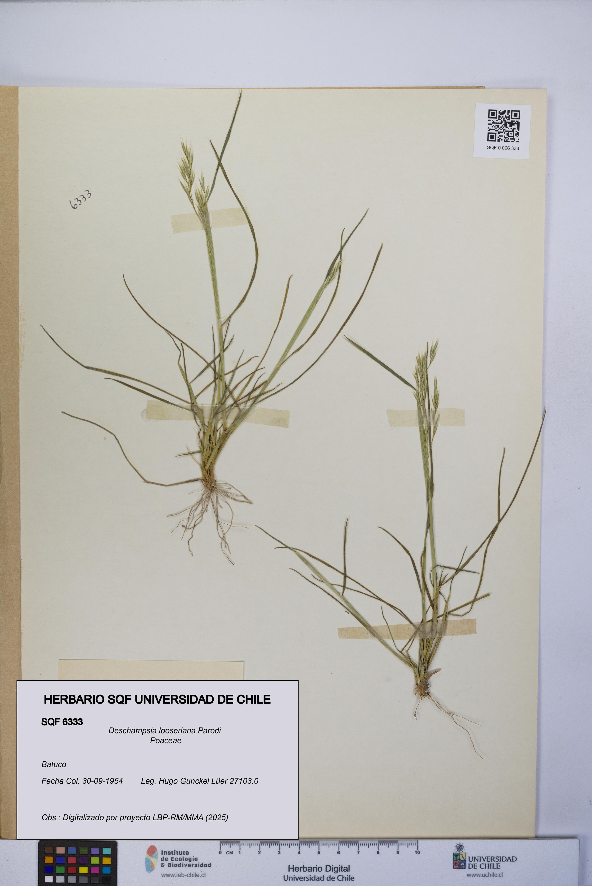 Deschampsia looseriana [Espécimen: ]
