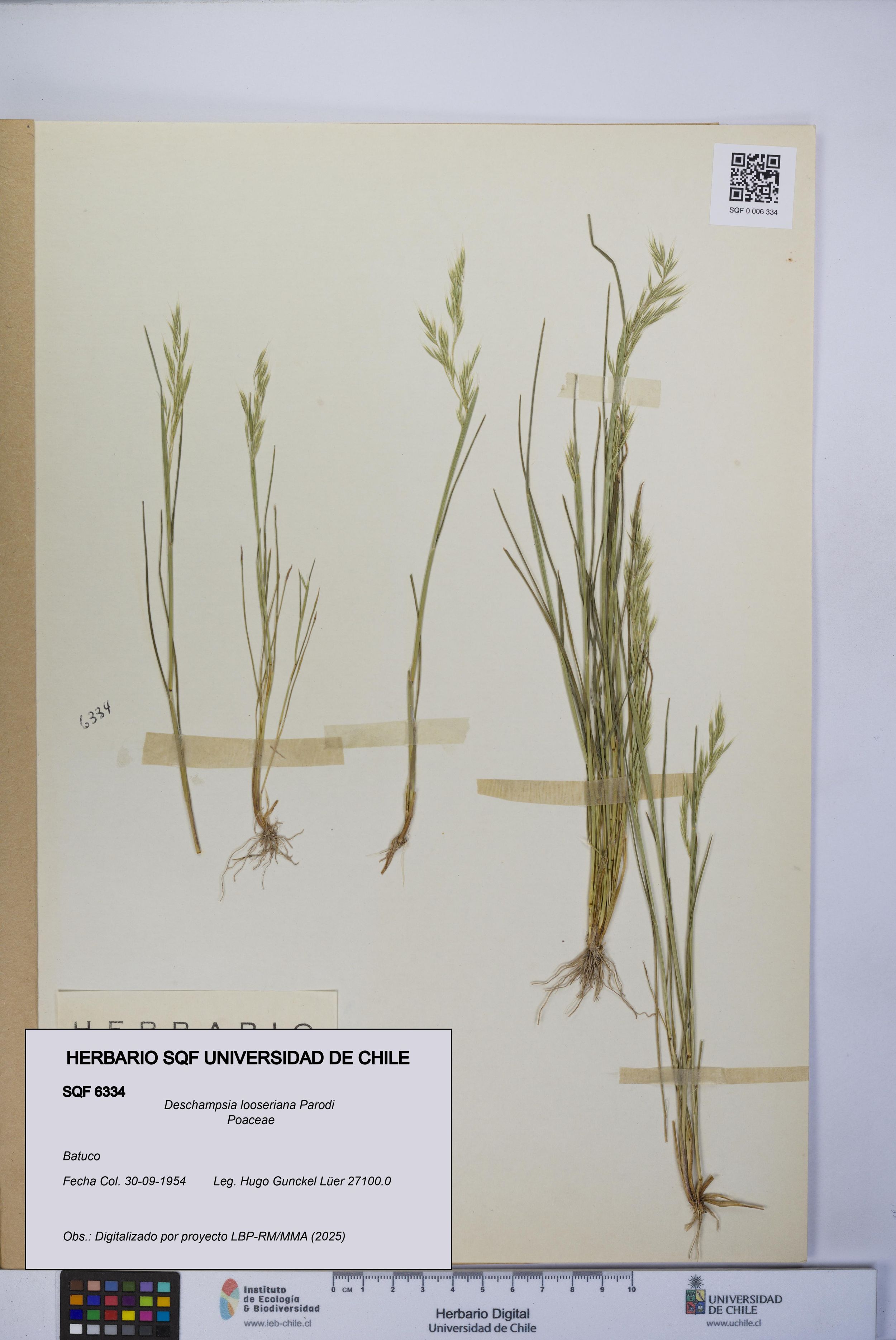Deschampsia looseriana [Espécimen: ]