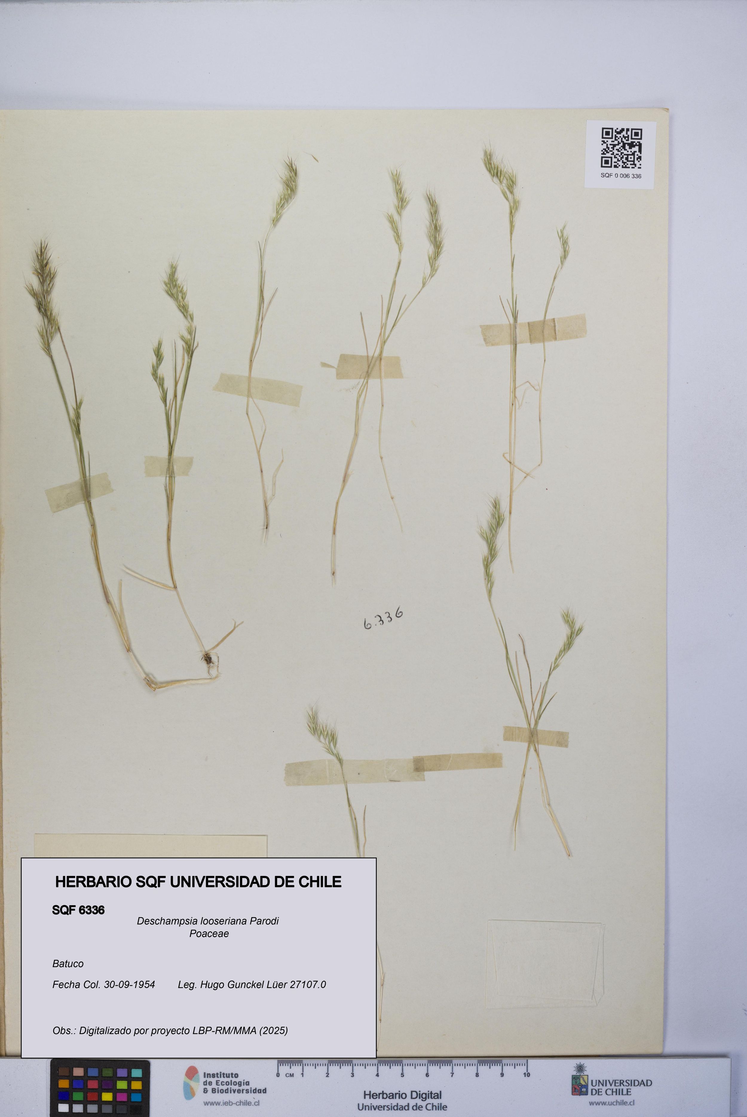 Deschampsia looseriana [Espécimen: ]