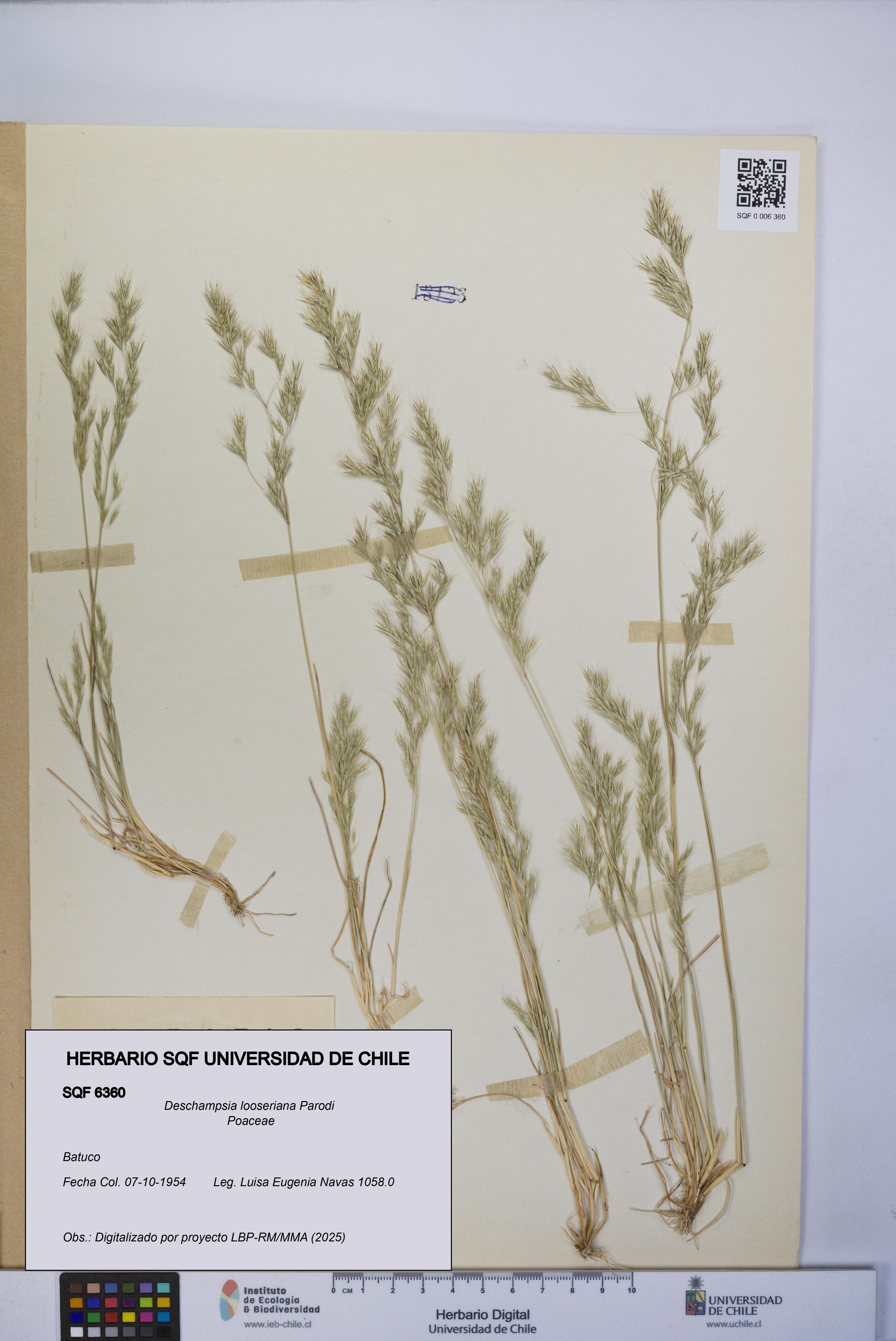 Deschampsia looseriana [Espécimen: ]