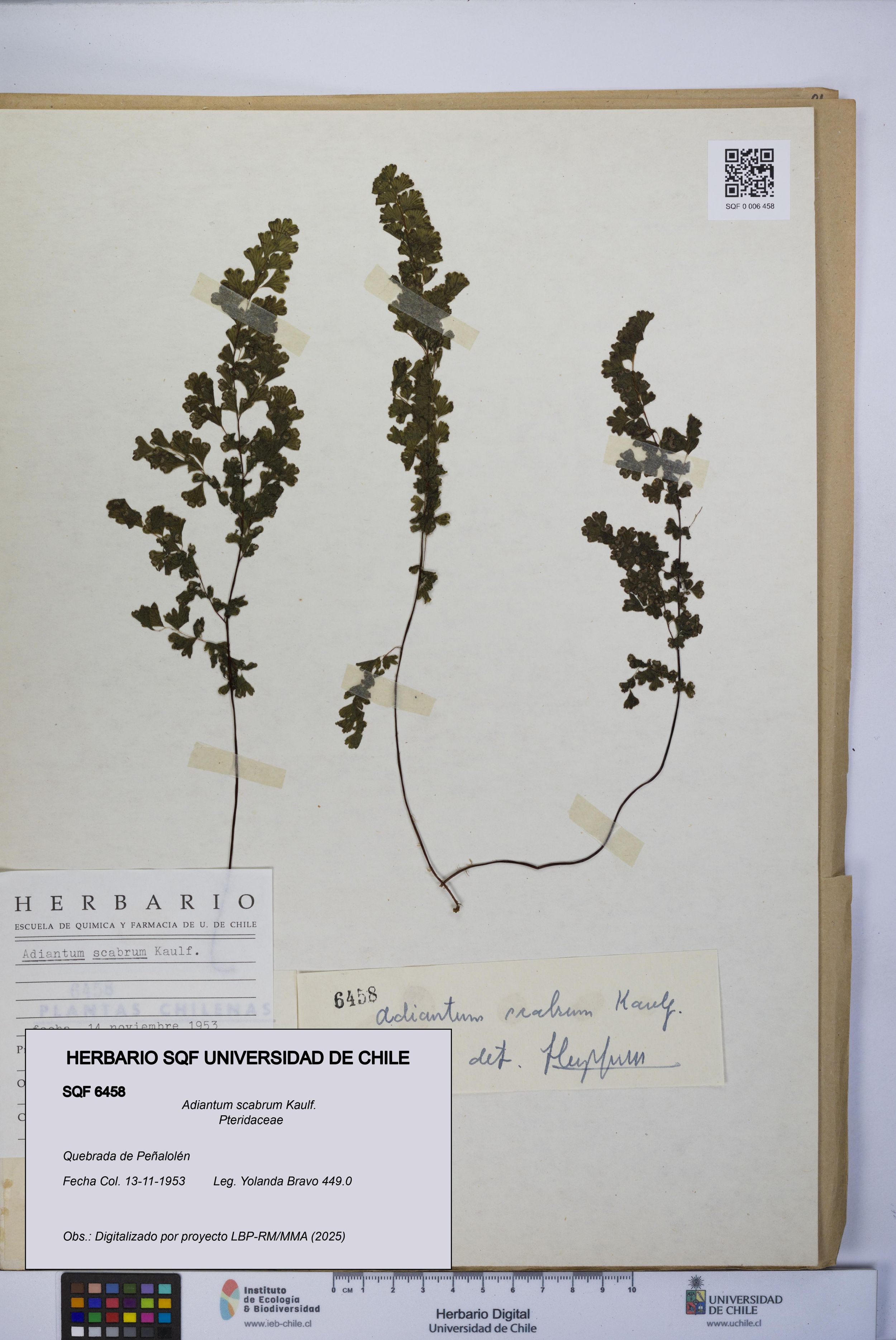 Adiantum scabrum [Espécimen: ]