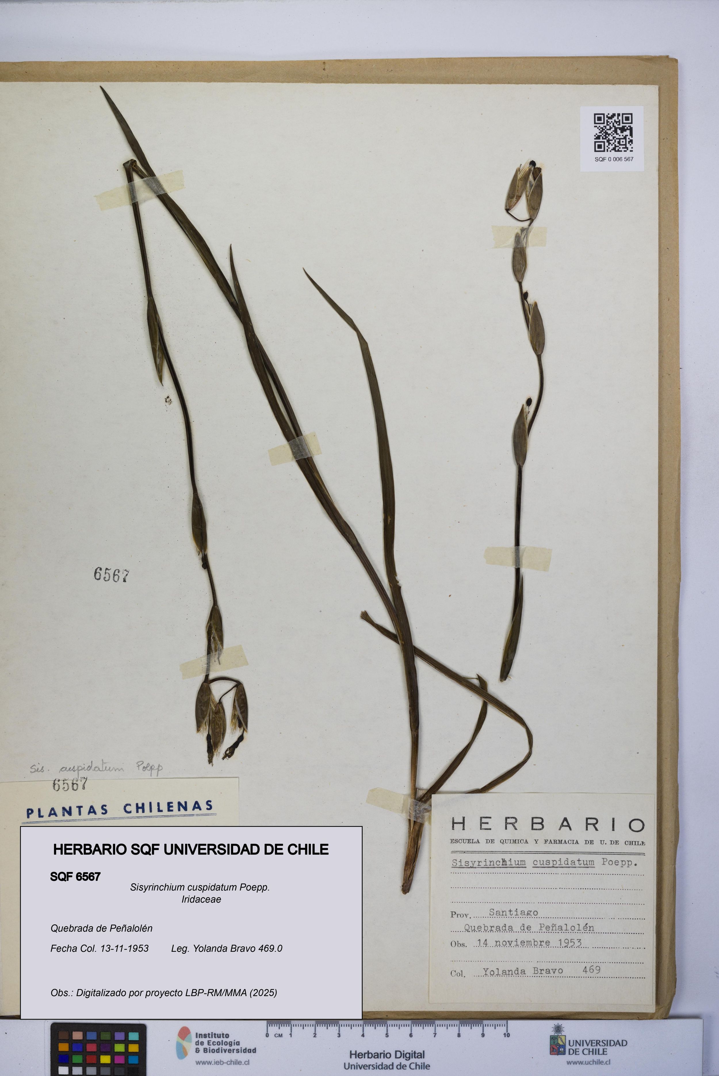 Sisyrinchium cuspidatum [Espécimen: ]
