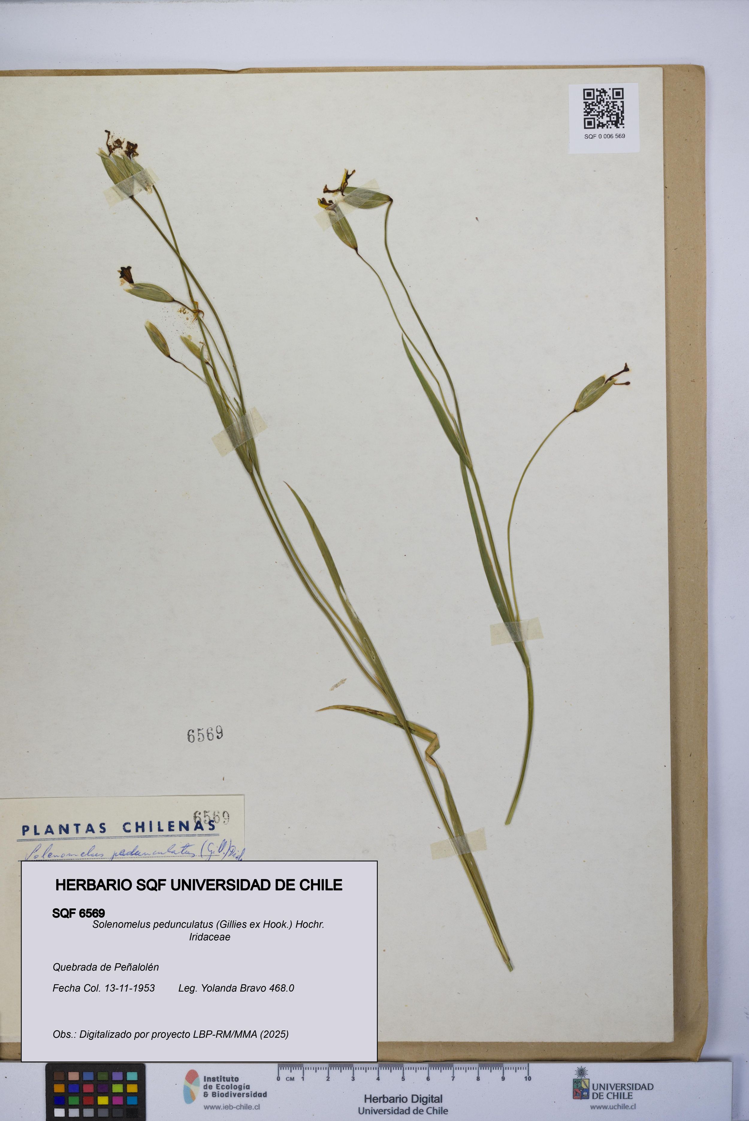 Solenomelus pedunculatus [Espécimen: ]