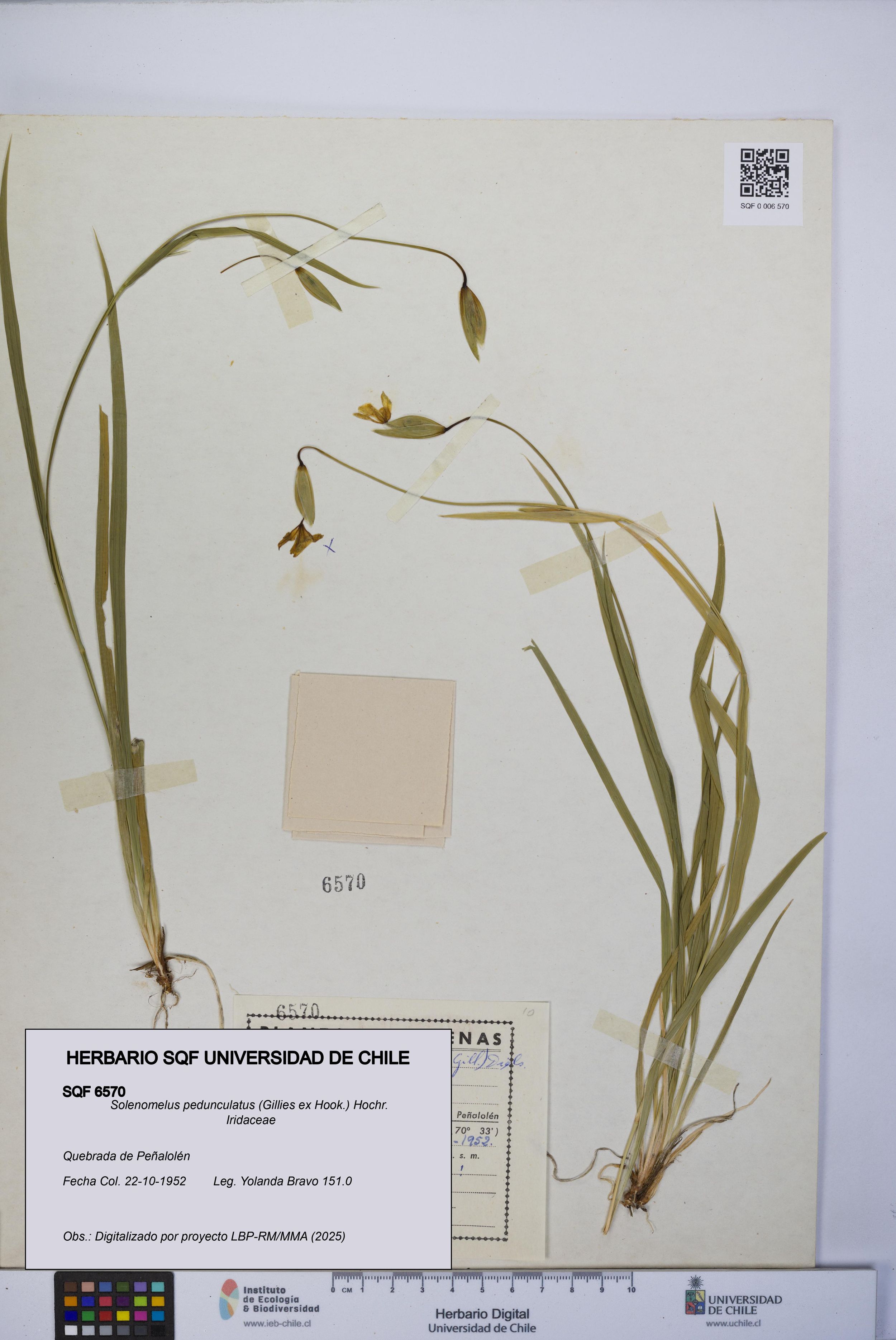 Solenomelus pedunculatus [Espécimen: ]