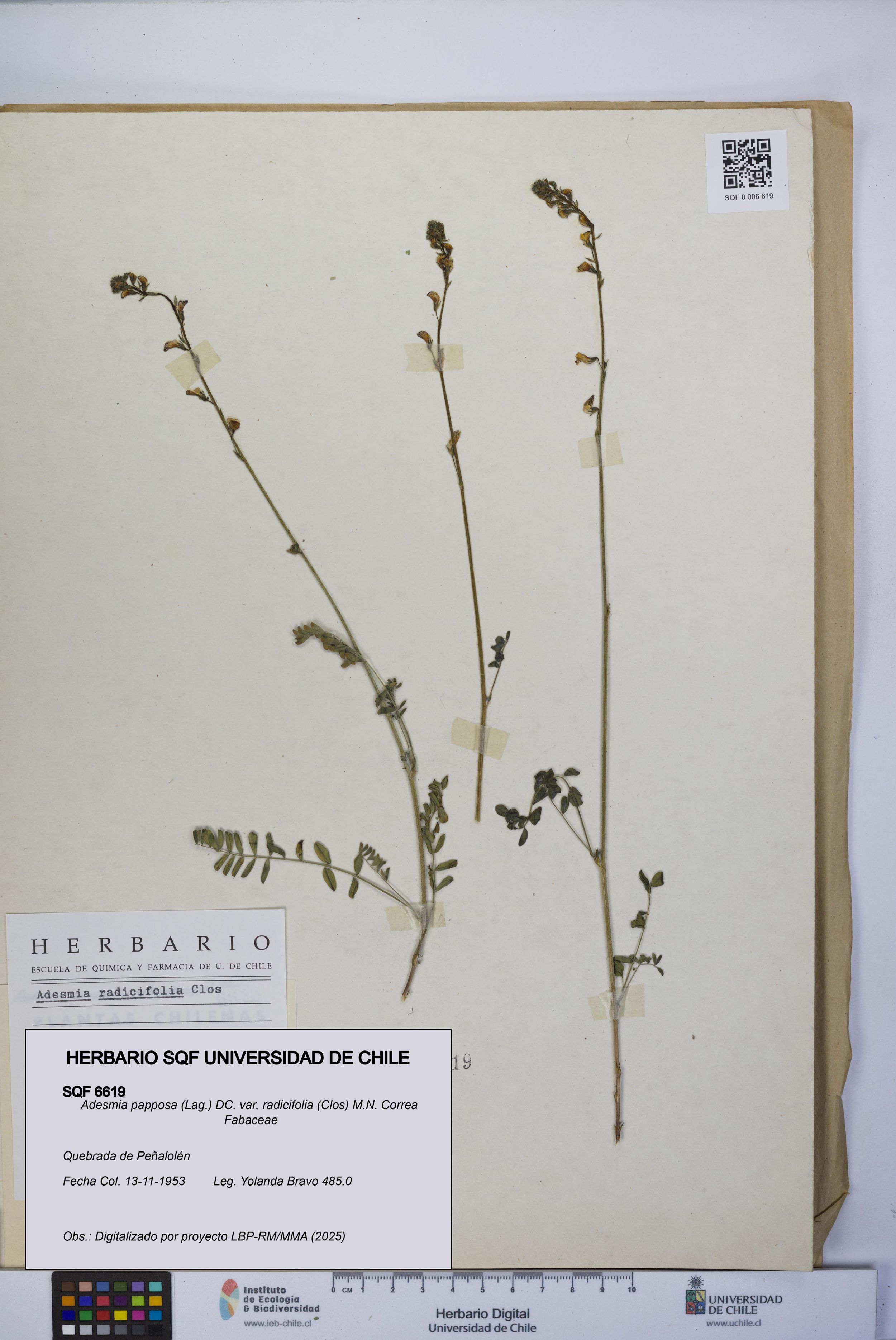 Adesmia papposa var. radicifolia [Espécimen: ]