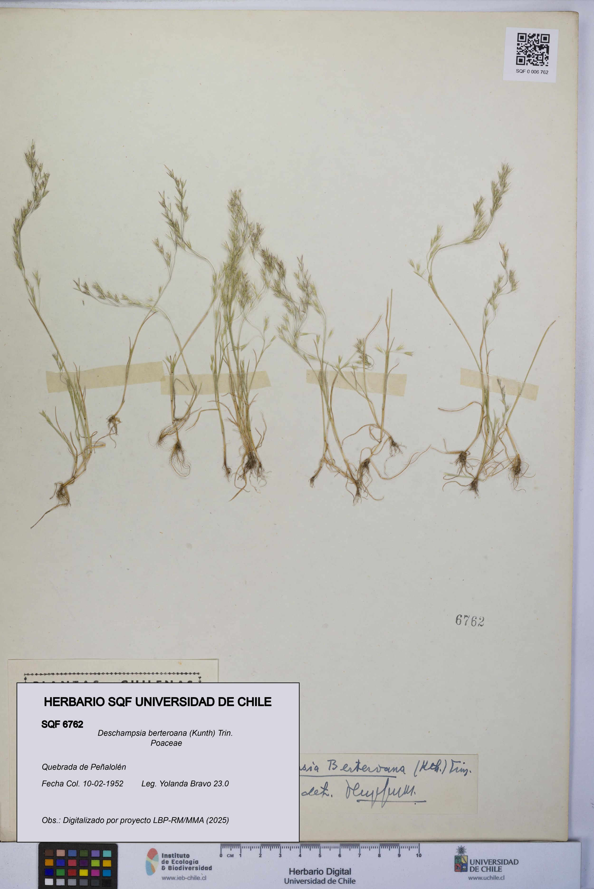 Deschampsia berteroana [Espécimen: ]