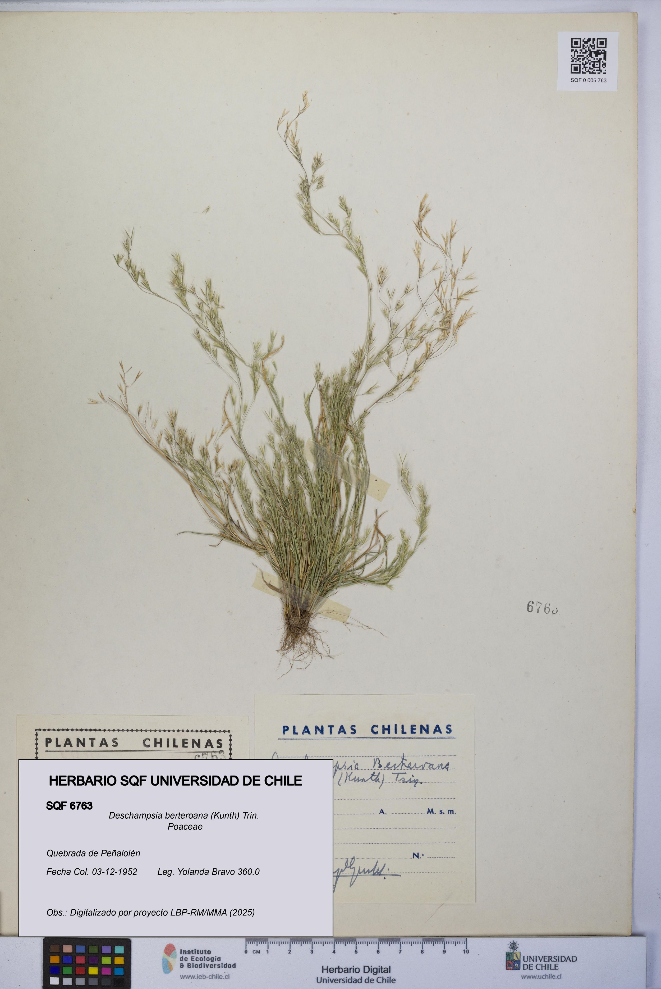 Deschampsia berteroana [Espécimen: ]