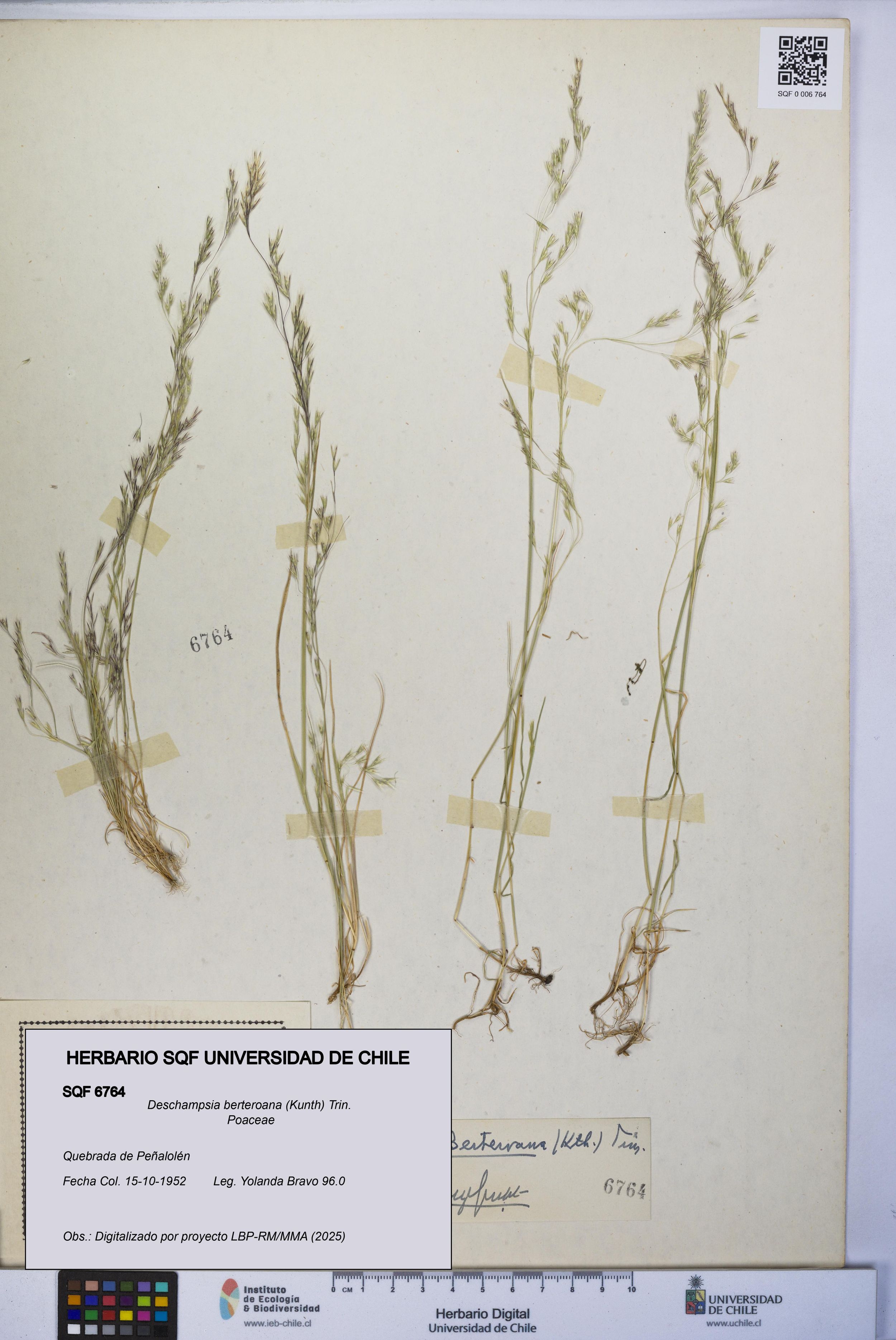 Deschampsia berteroana [Espécimen: ]