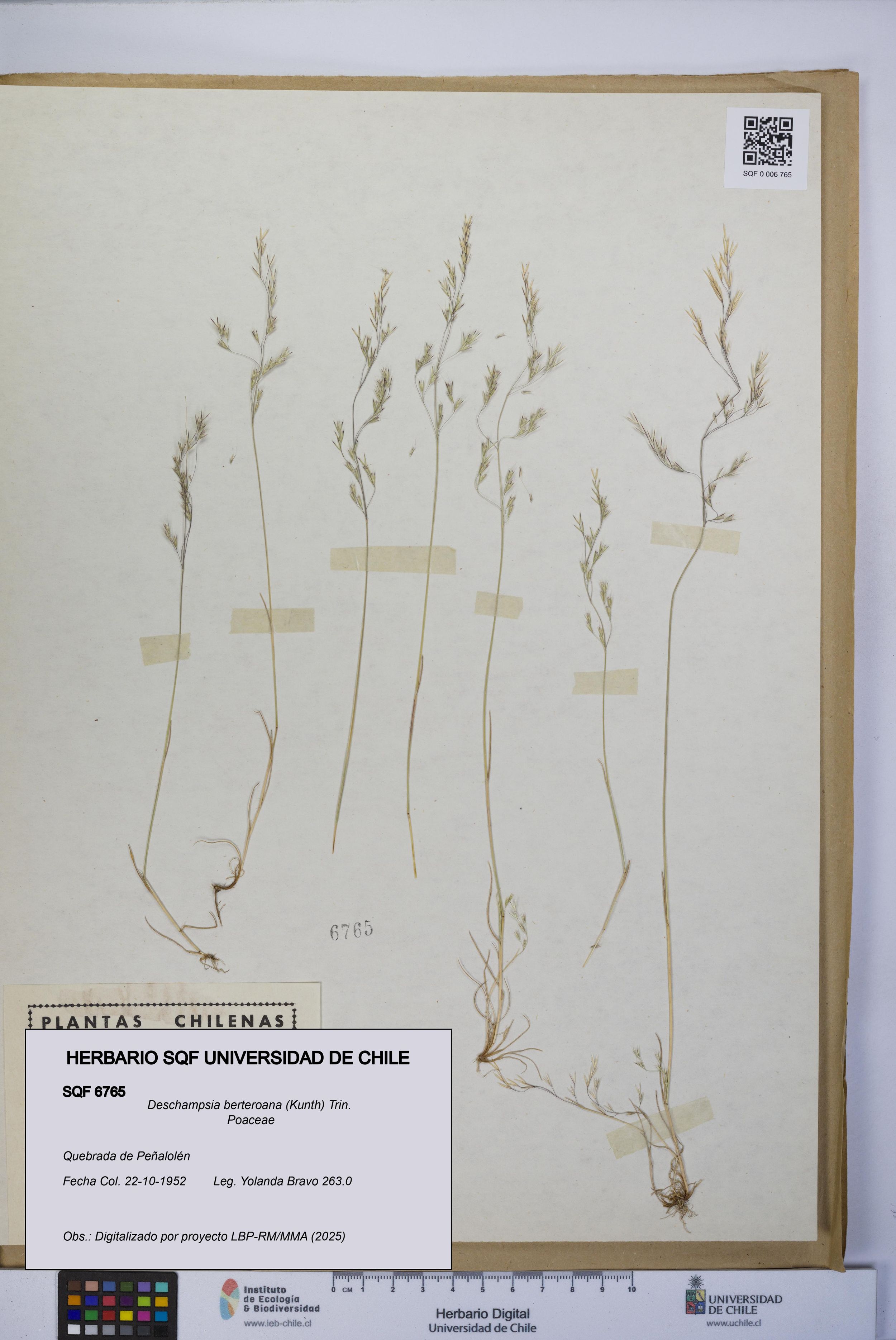 Deschampsia berteroana [Espécimen: ]