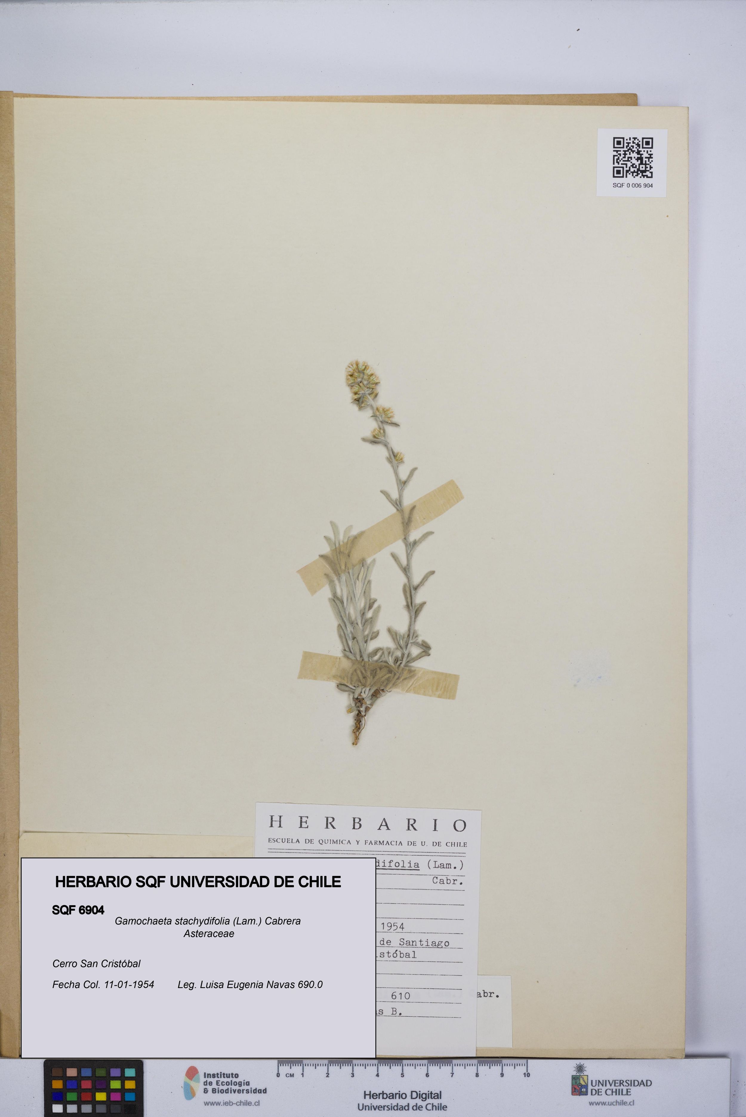 Gamochaeta stachydifolia [Espécimen: ]