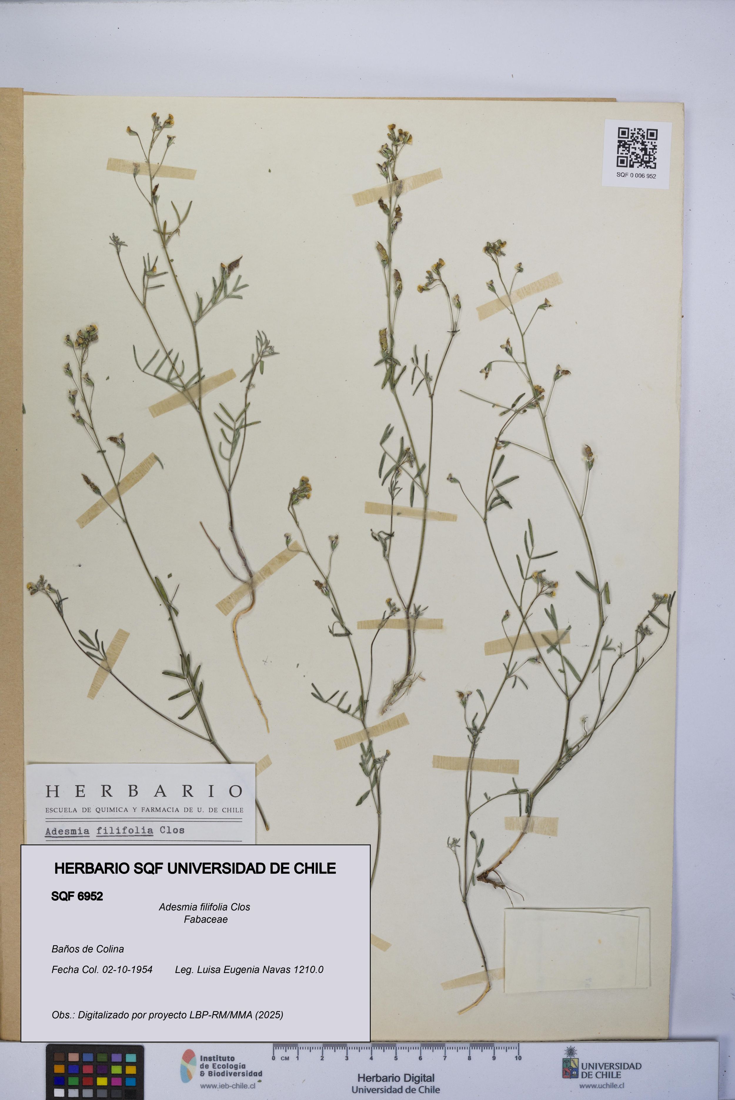 Adesmia filifolia [Espécimen: ]