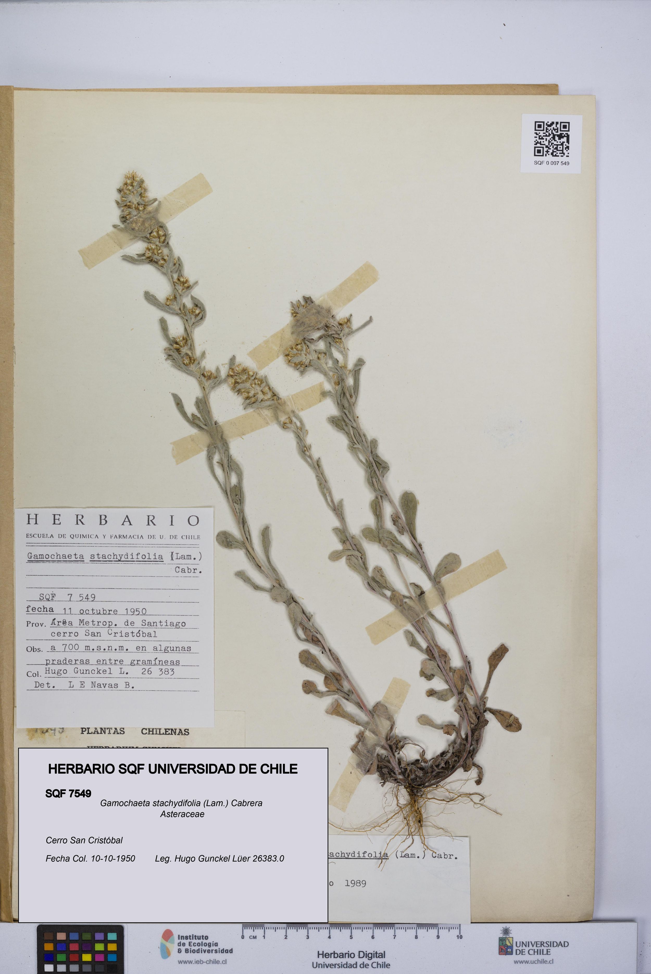 Gamochaeta stachydifolia [Espécimen: ]