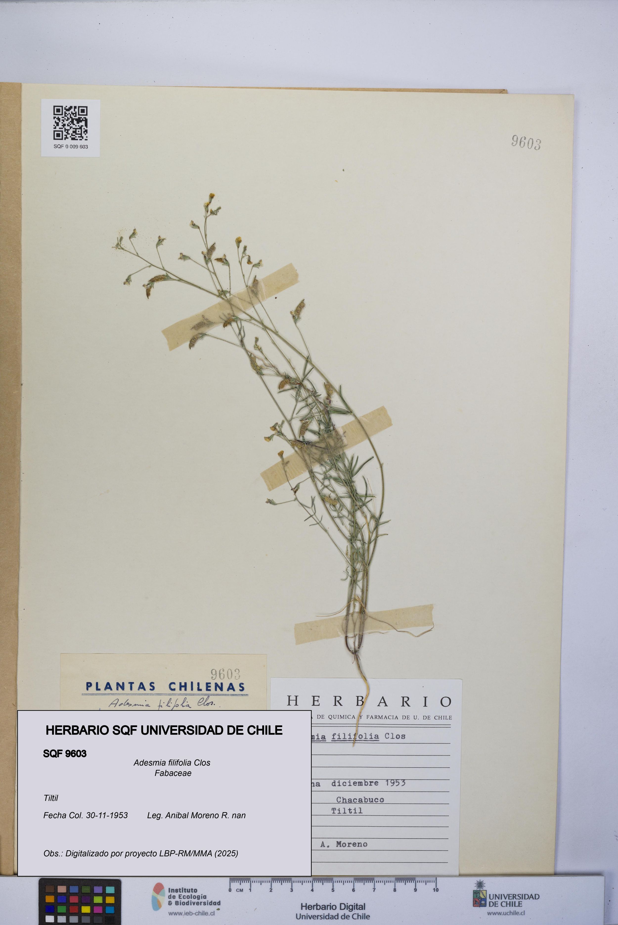 Adesmia filifolia [Espécimen: ]