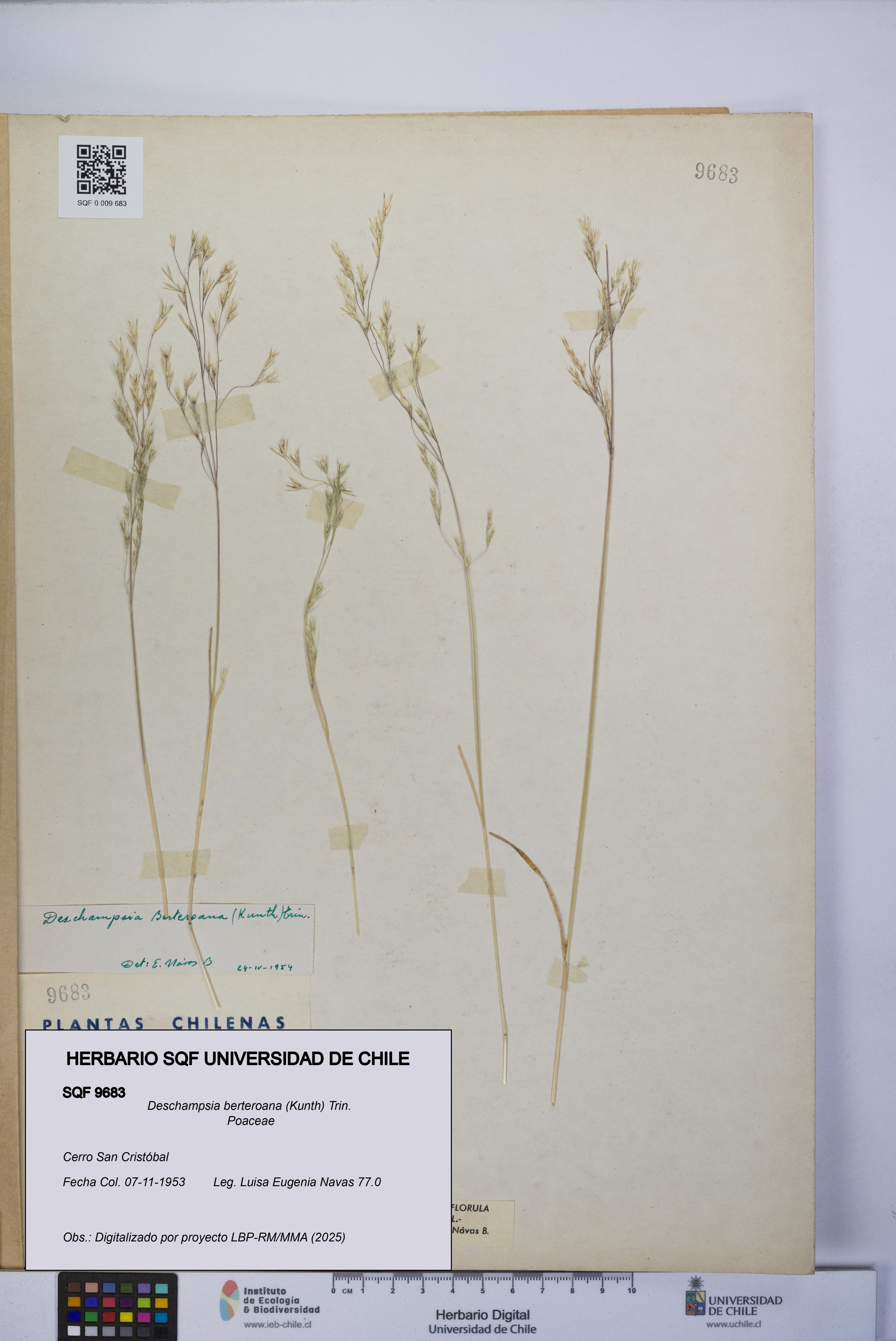 Deschampsia berteroana [Espécimen: ]