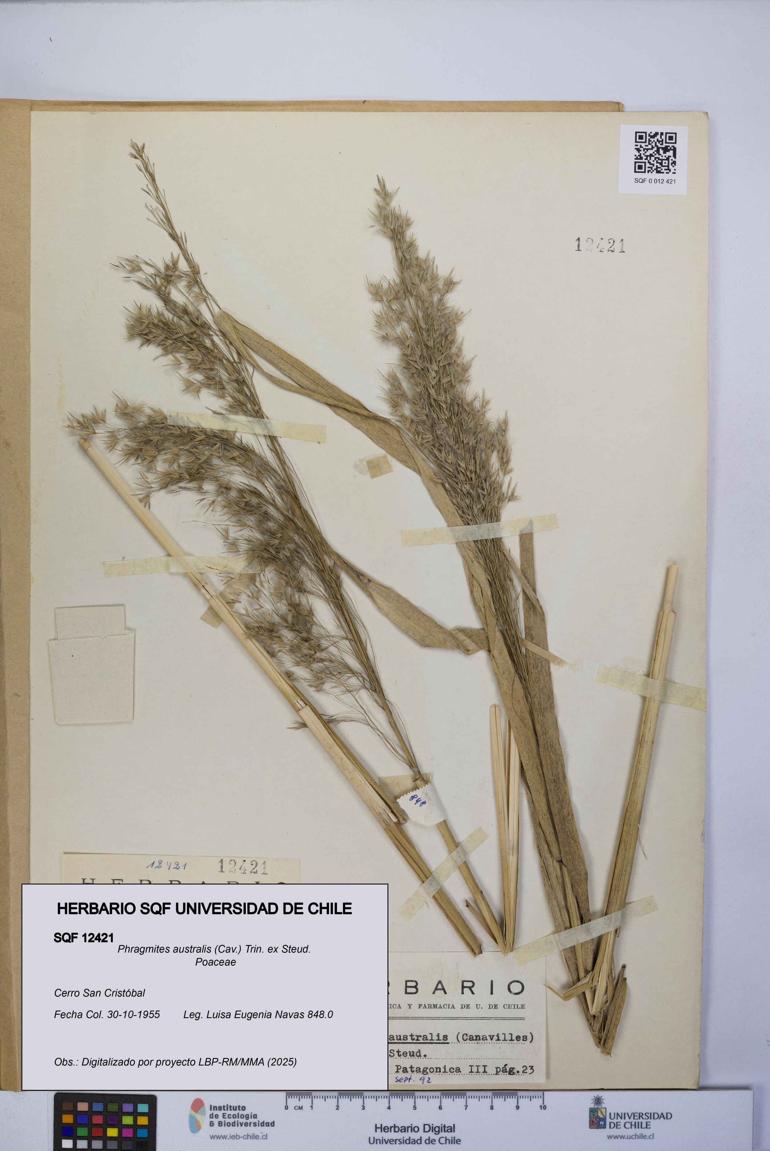 Phragmites australis [Espécimen: ]