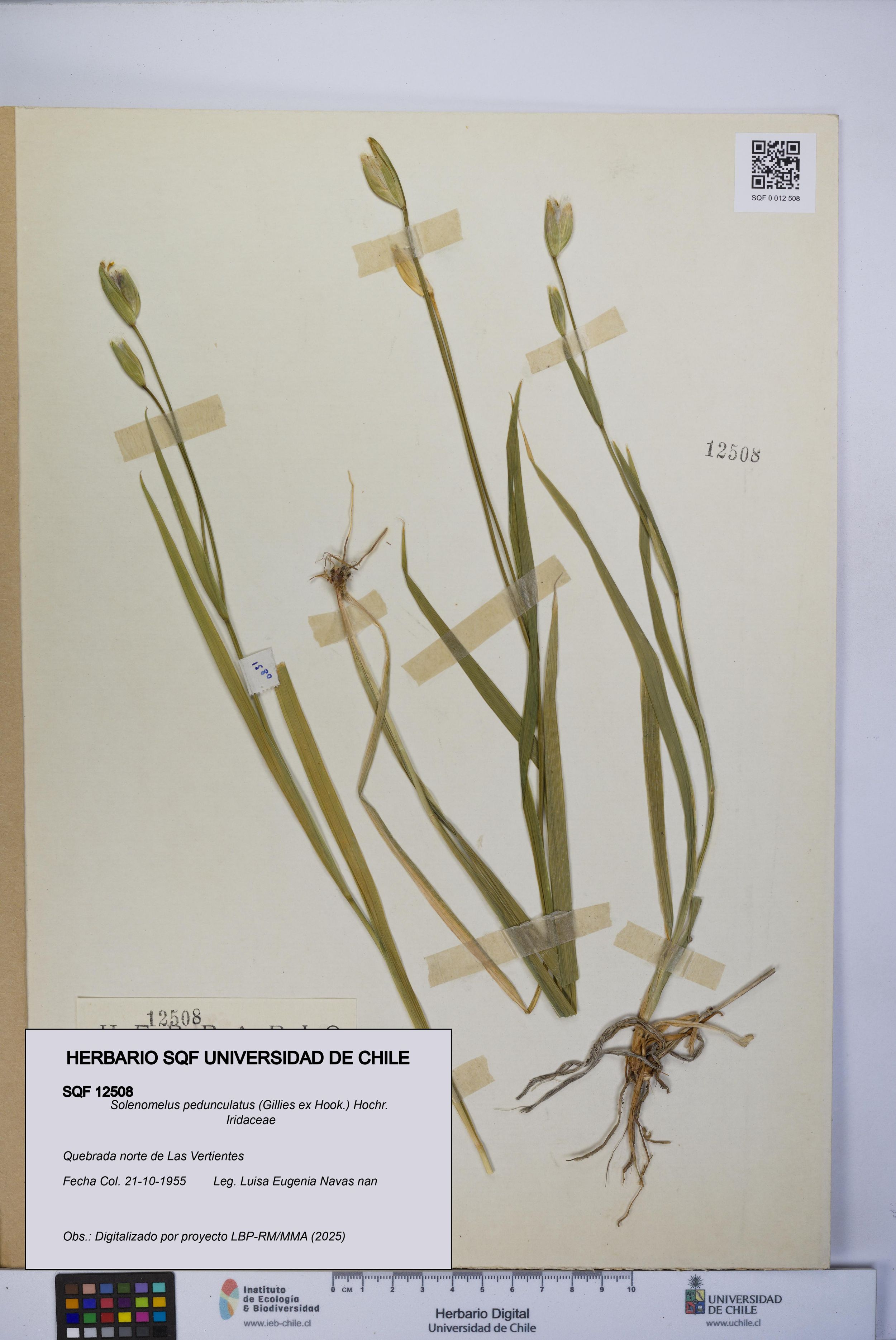 Solenomelus pedunculatus [Espécimen: ]