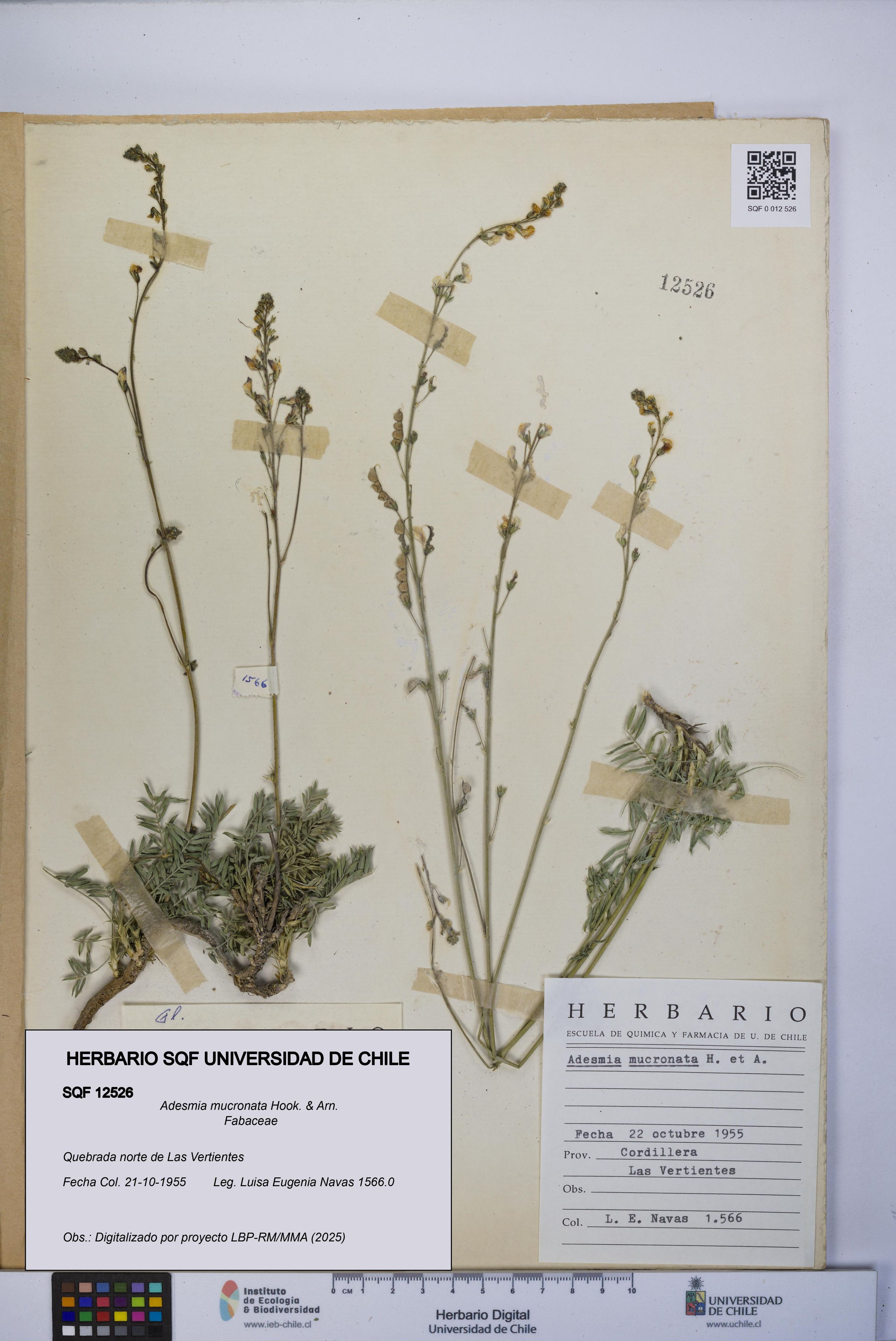 Adesmia mucronata [Espécimen: ]