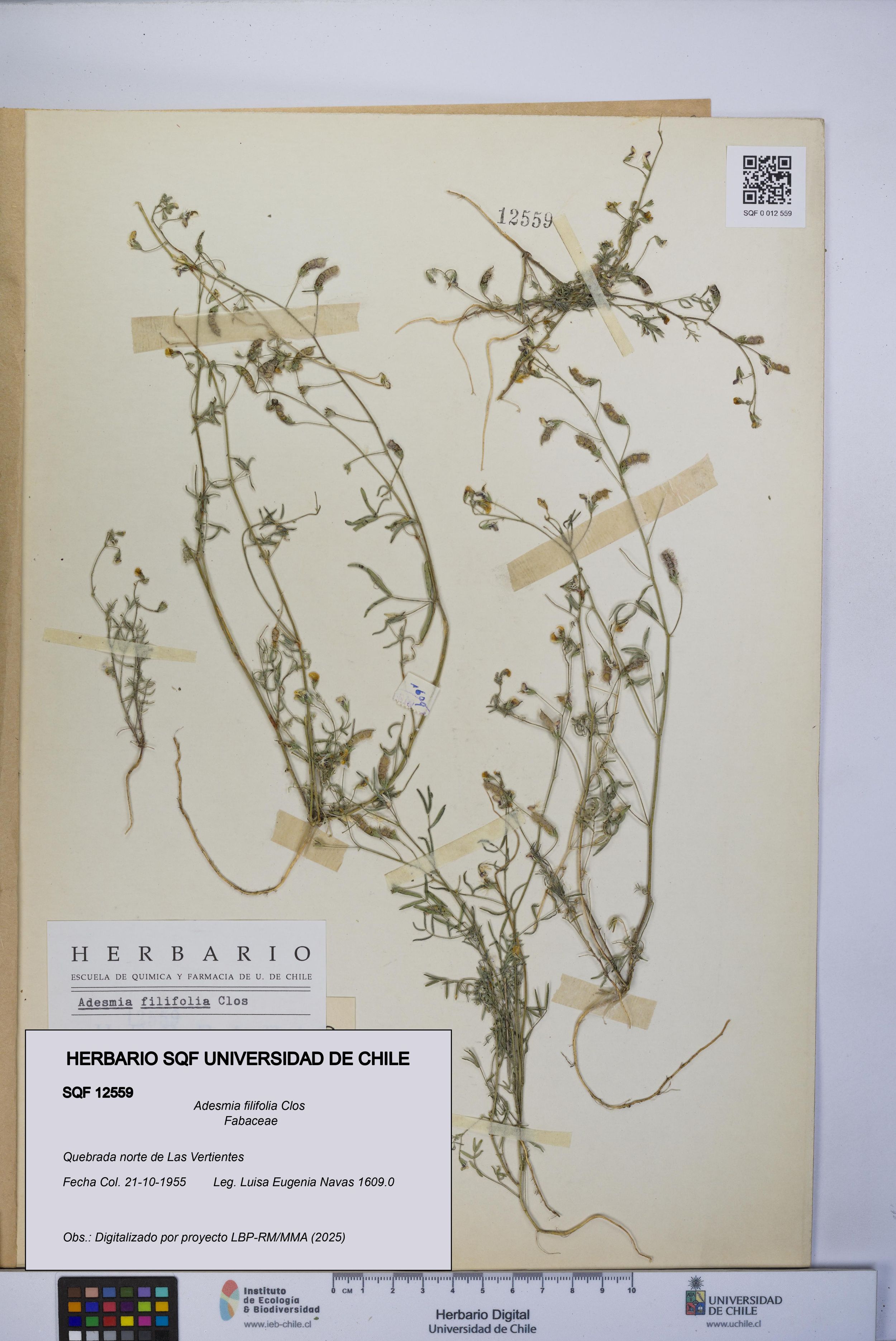 Adesmia filifolia [Espécimen: ]