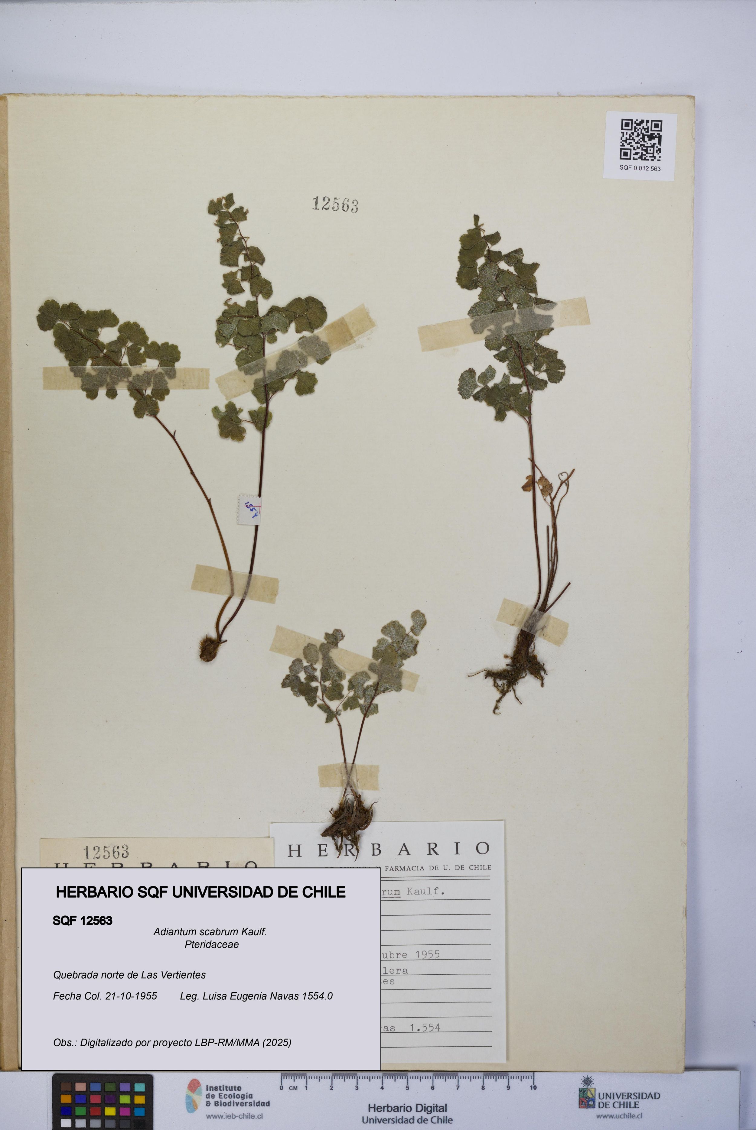 Adiantum scabrum [Espécimen: ]