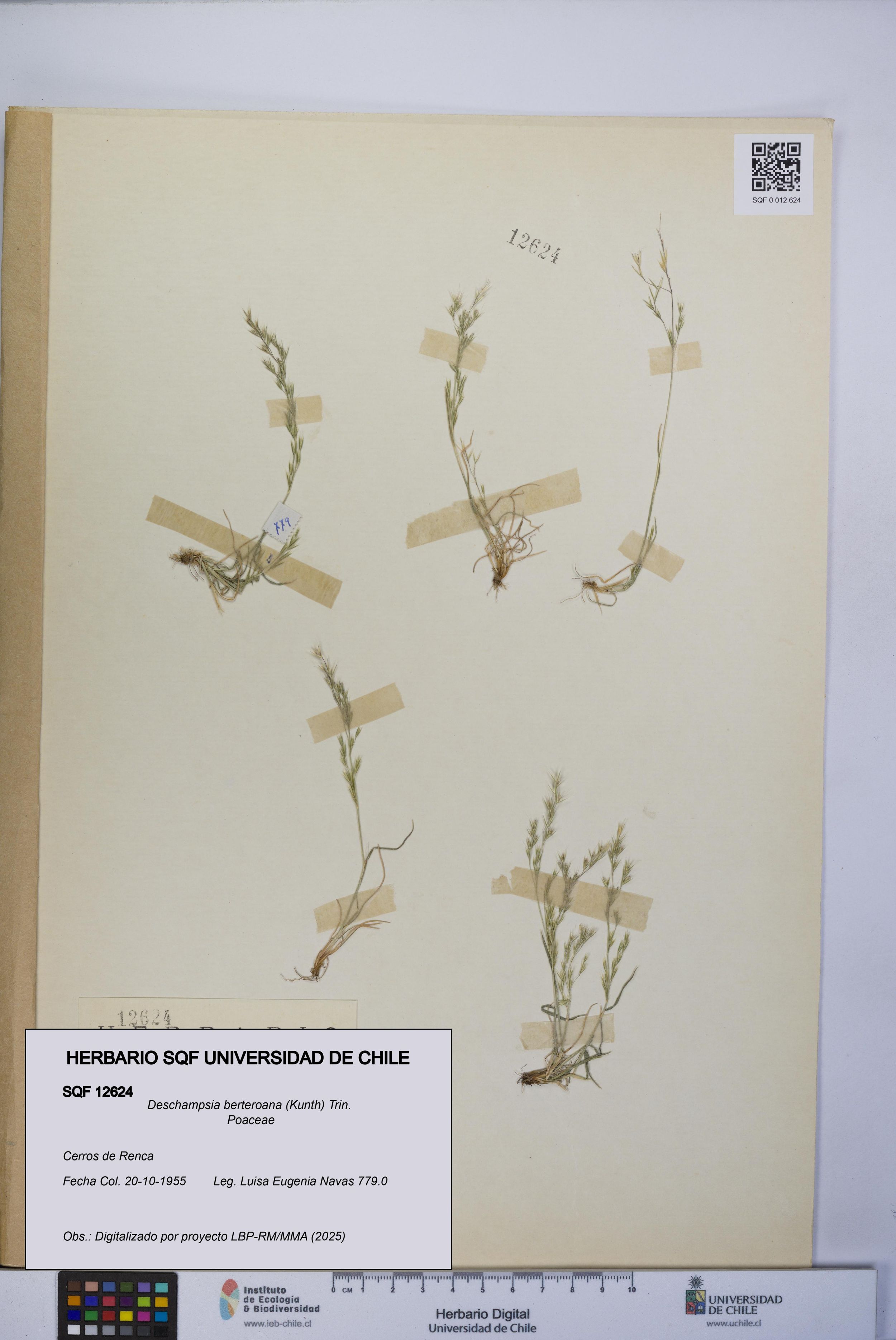 Deschampsia berteroana [Espécimen: ]