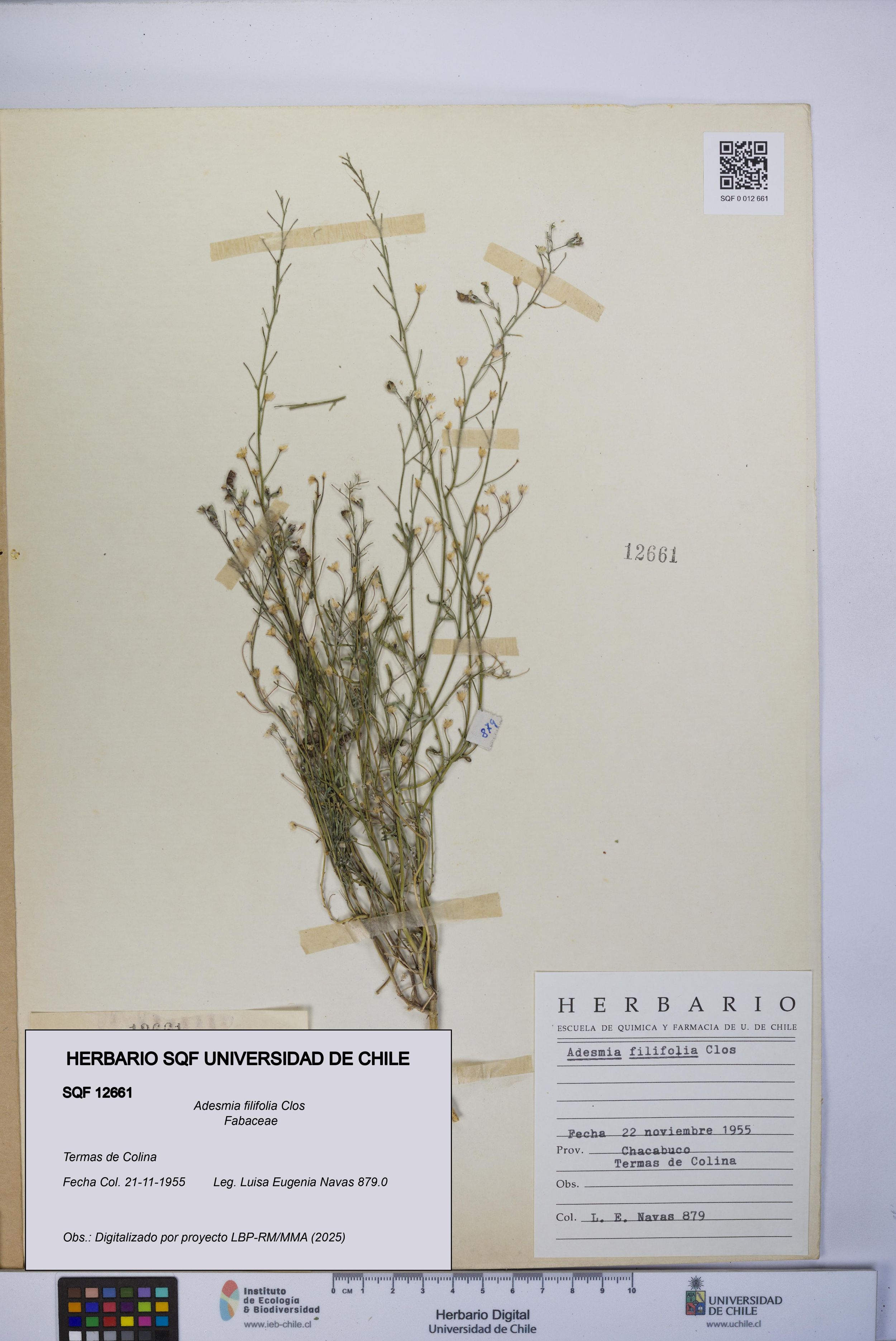 Adesmia filifolia [Espécimen: ]