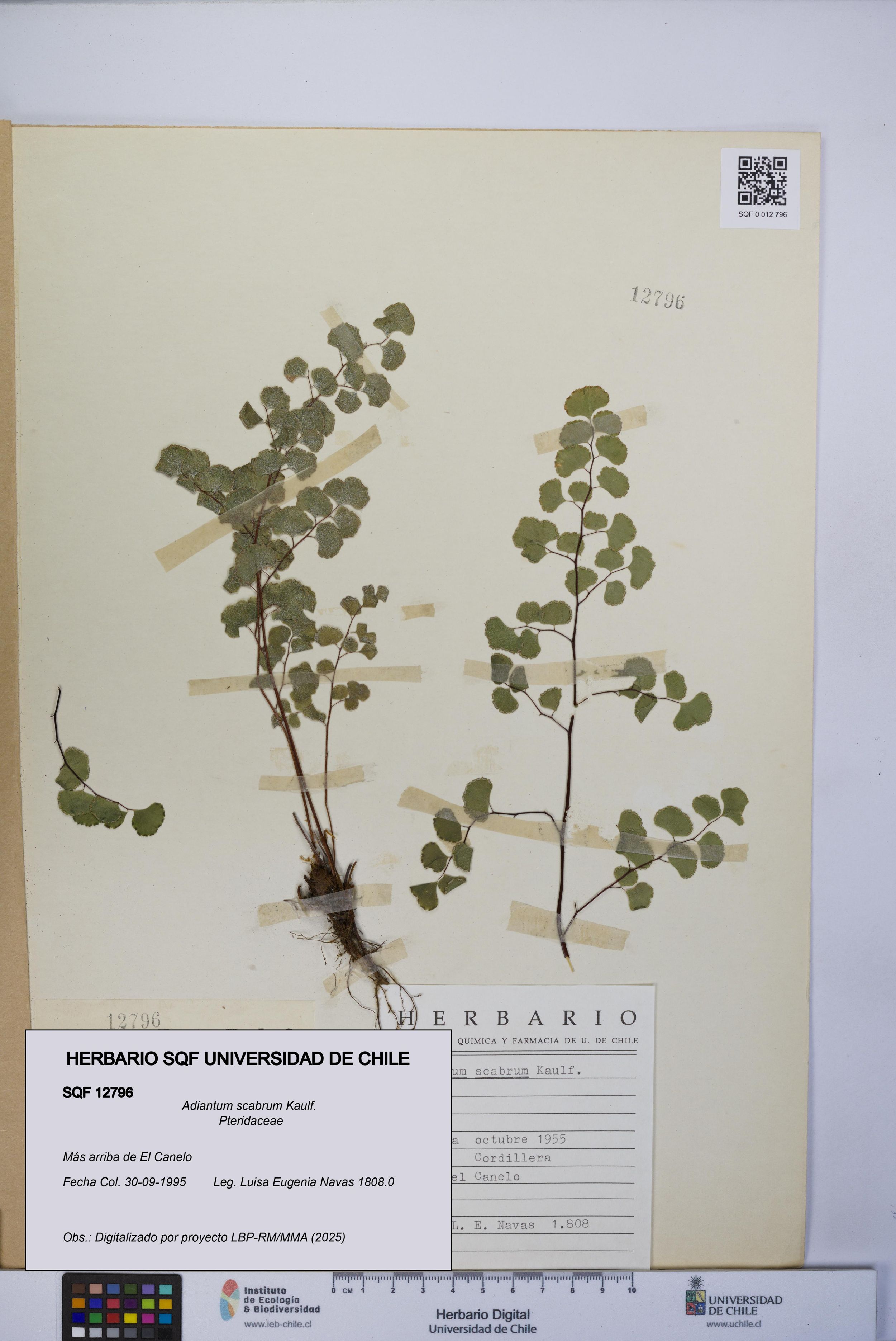 Adiantum scabrum [Espécimen: ]