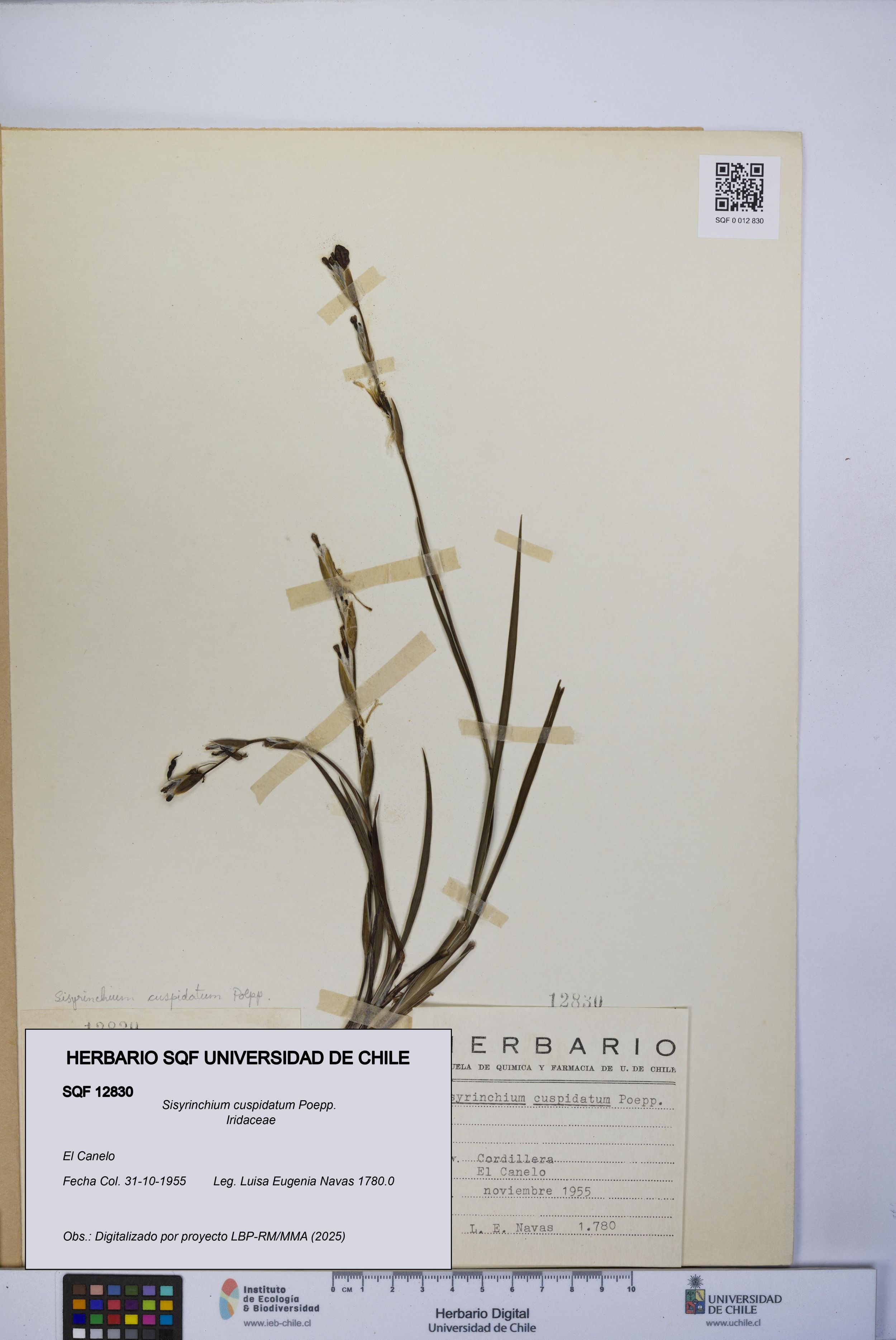 Sisyrinchium cuspidatum [Espécimen: ]