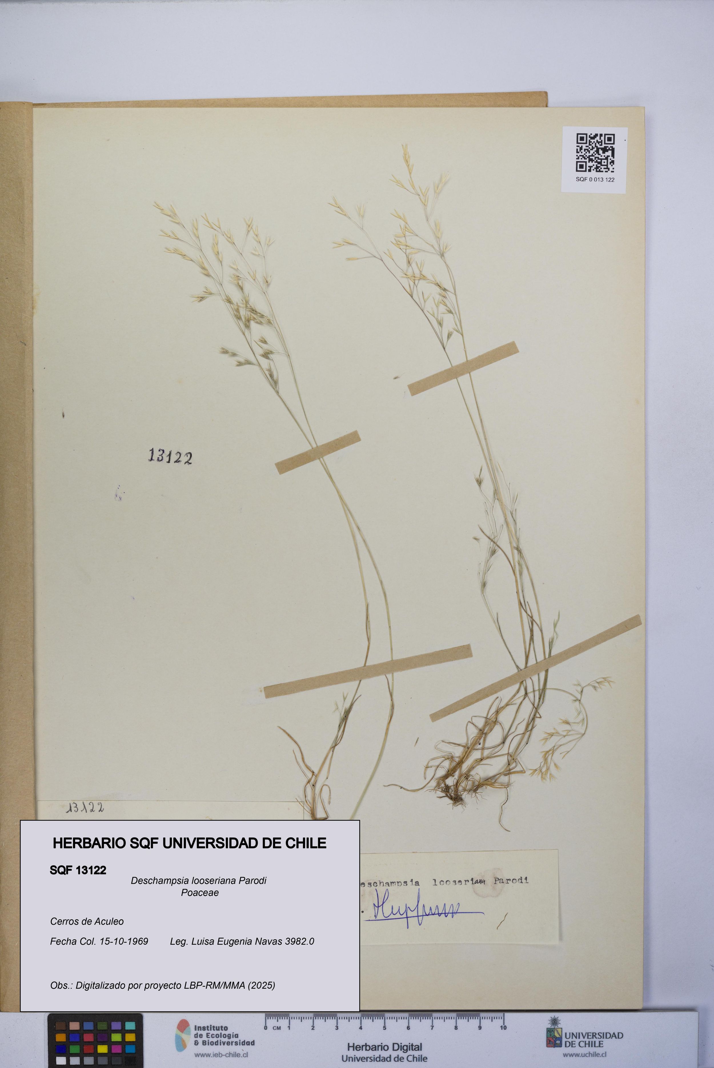 Deschampsia looseriana [Espécimen: ]