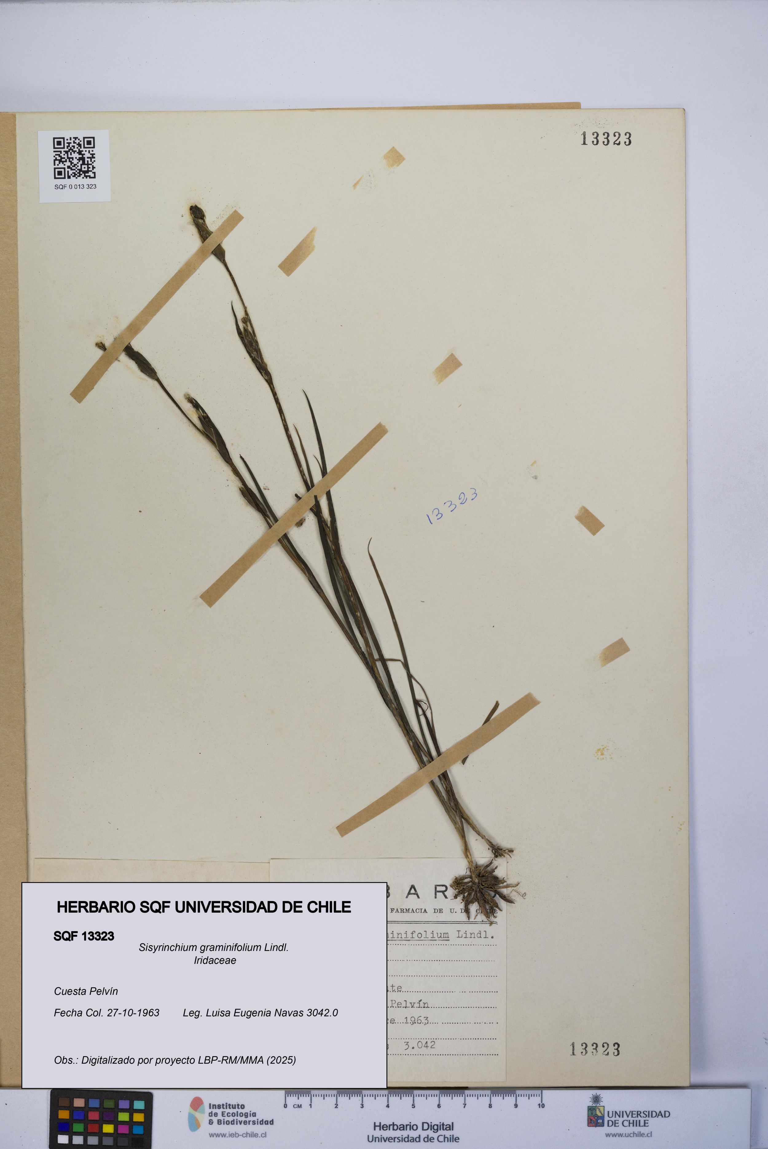 Sisyrinchium graminifolium [Espécimen: ]