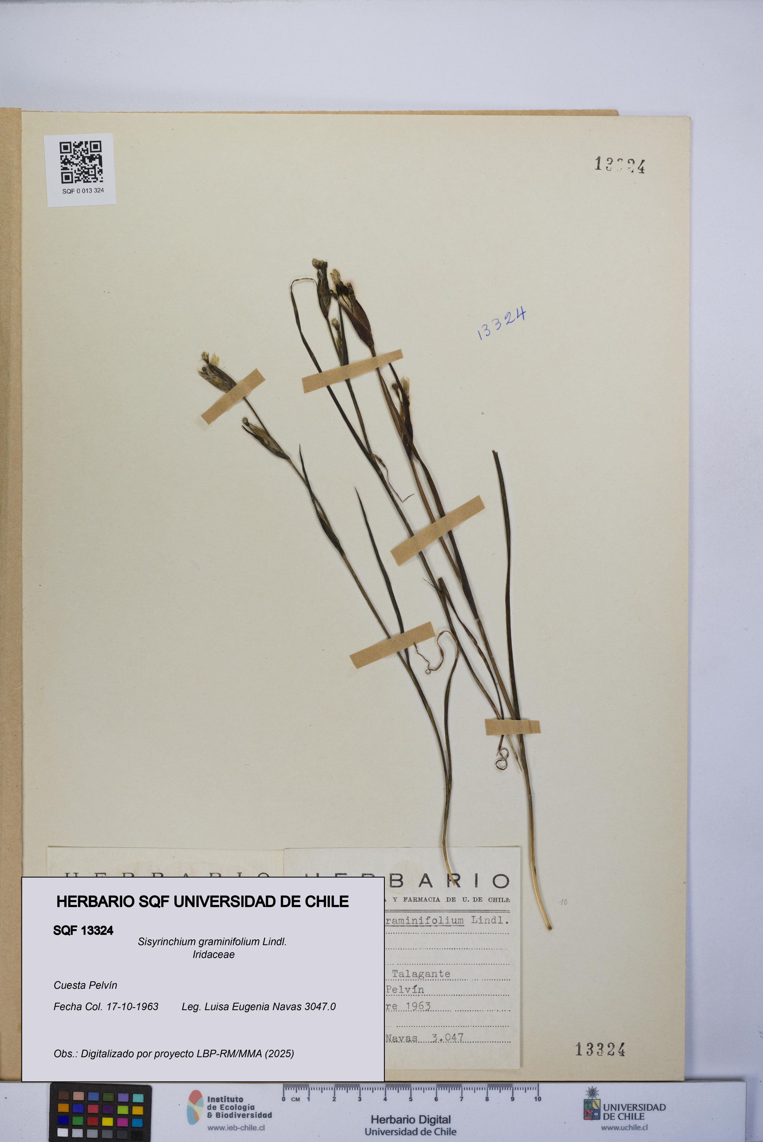 Sisyrinchium graminifolium [Espécimen: ]